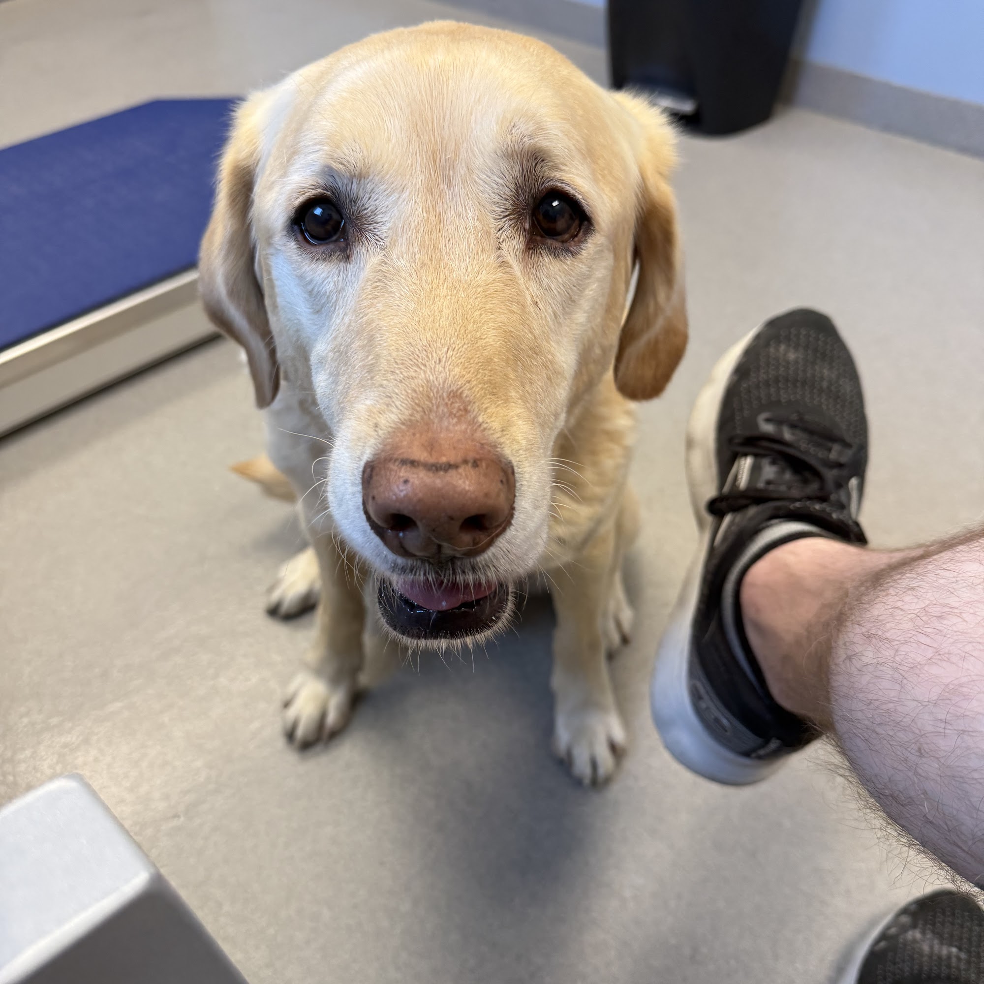 Pitts Veterinary Hospital Lincoln