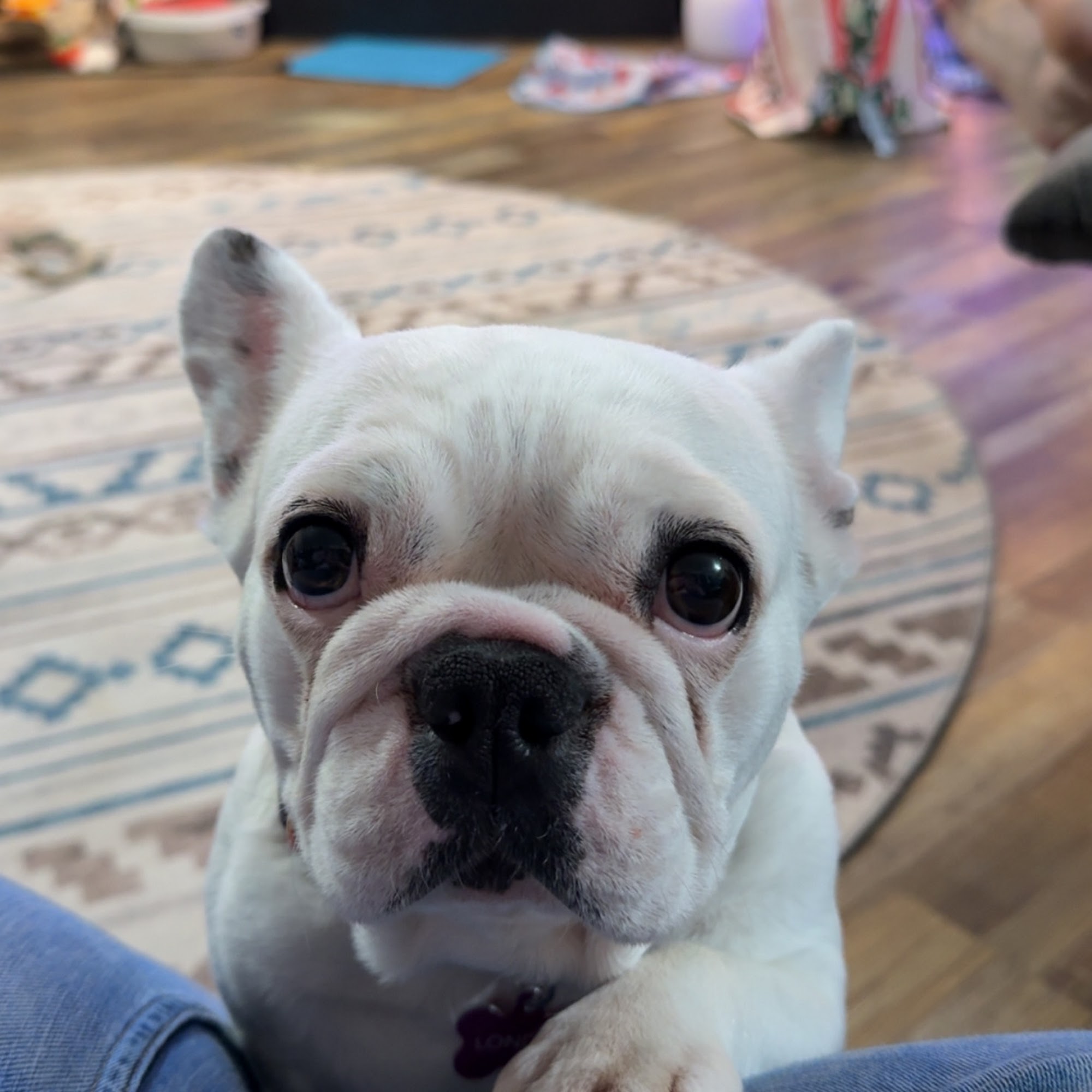 Ehlers Animal Care Lincoln