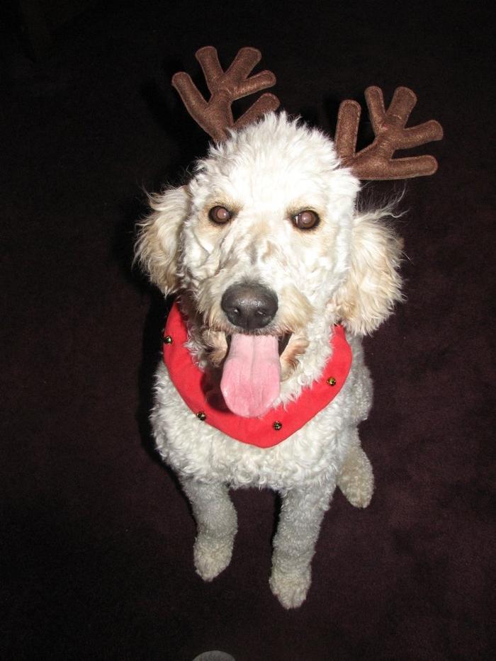 Wachal Pet Health Center Lincoln