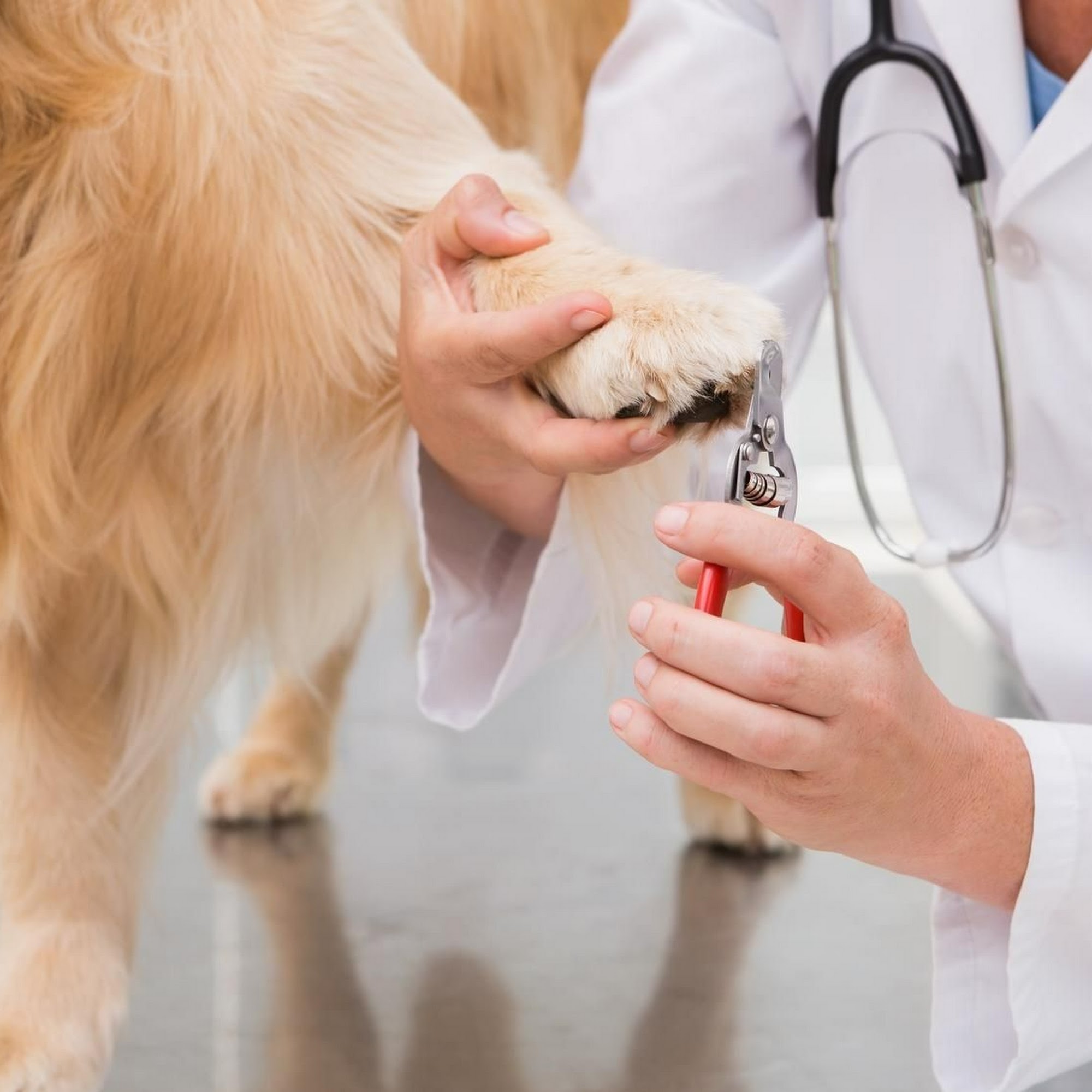 Wachal Pet Health Center Lincoln