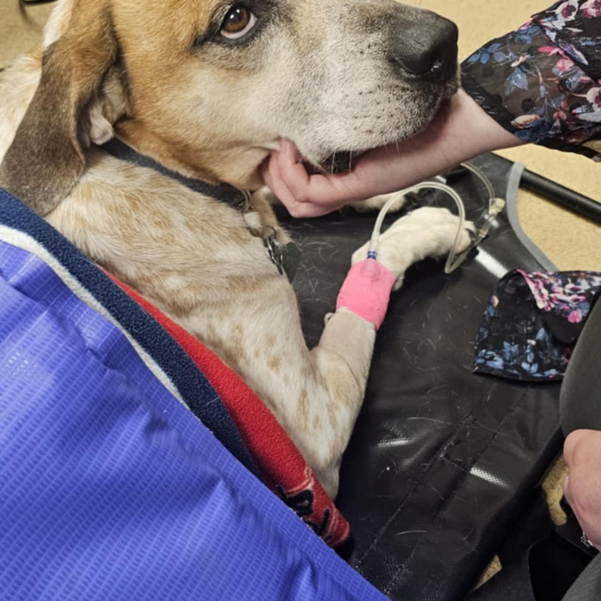 Parkview Animal Hospital Lincoln