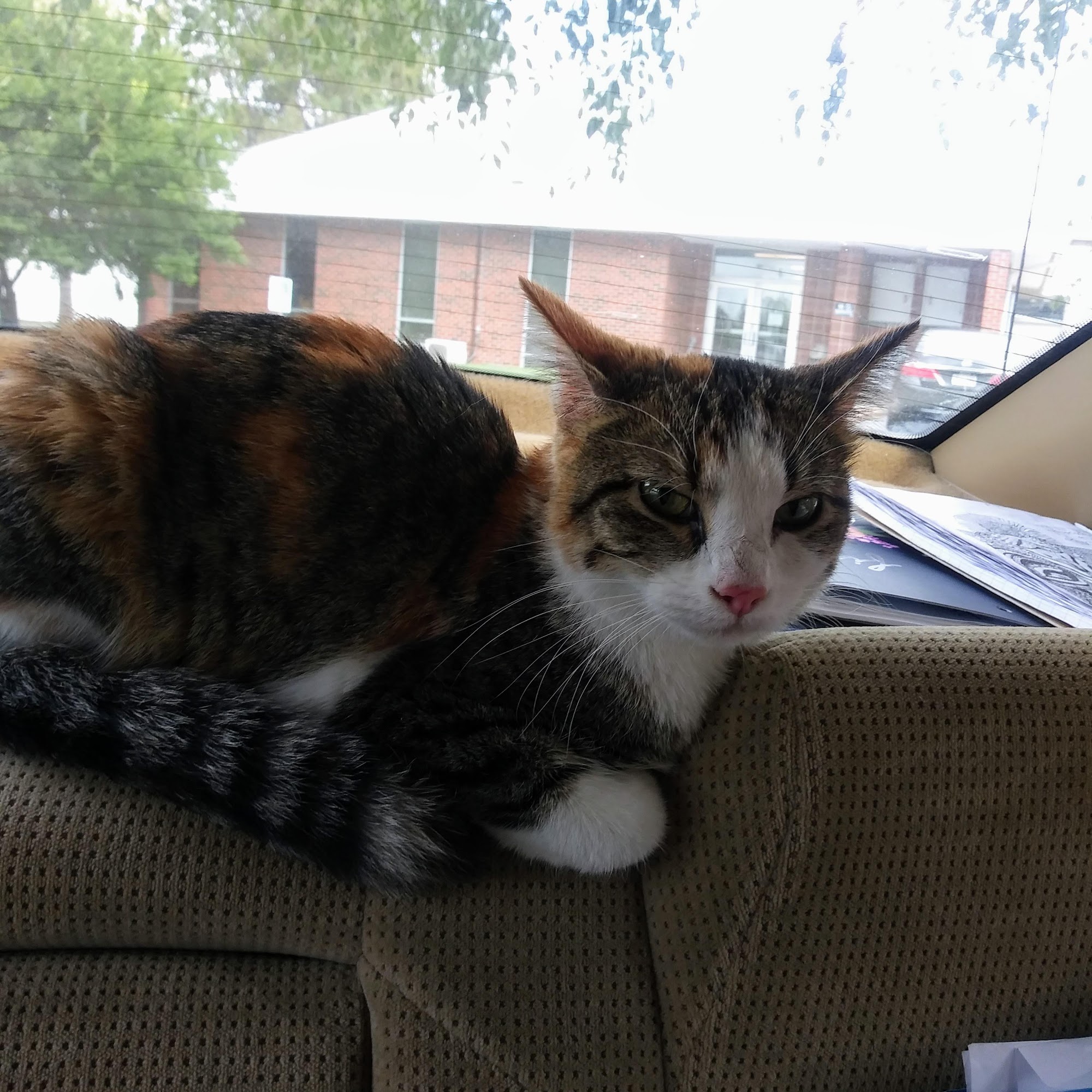 Capital Humane Society Admissions & Assessment Center Lincoln