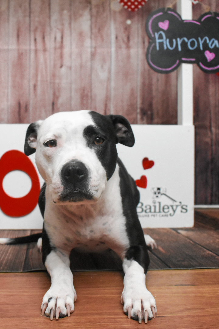 Bailey's Deluxe Pet Care Lincoln