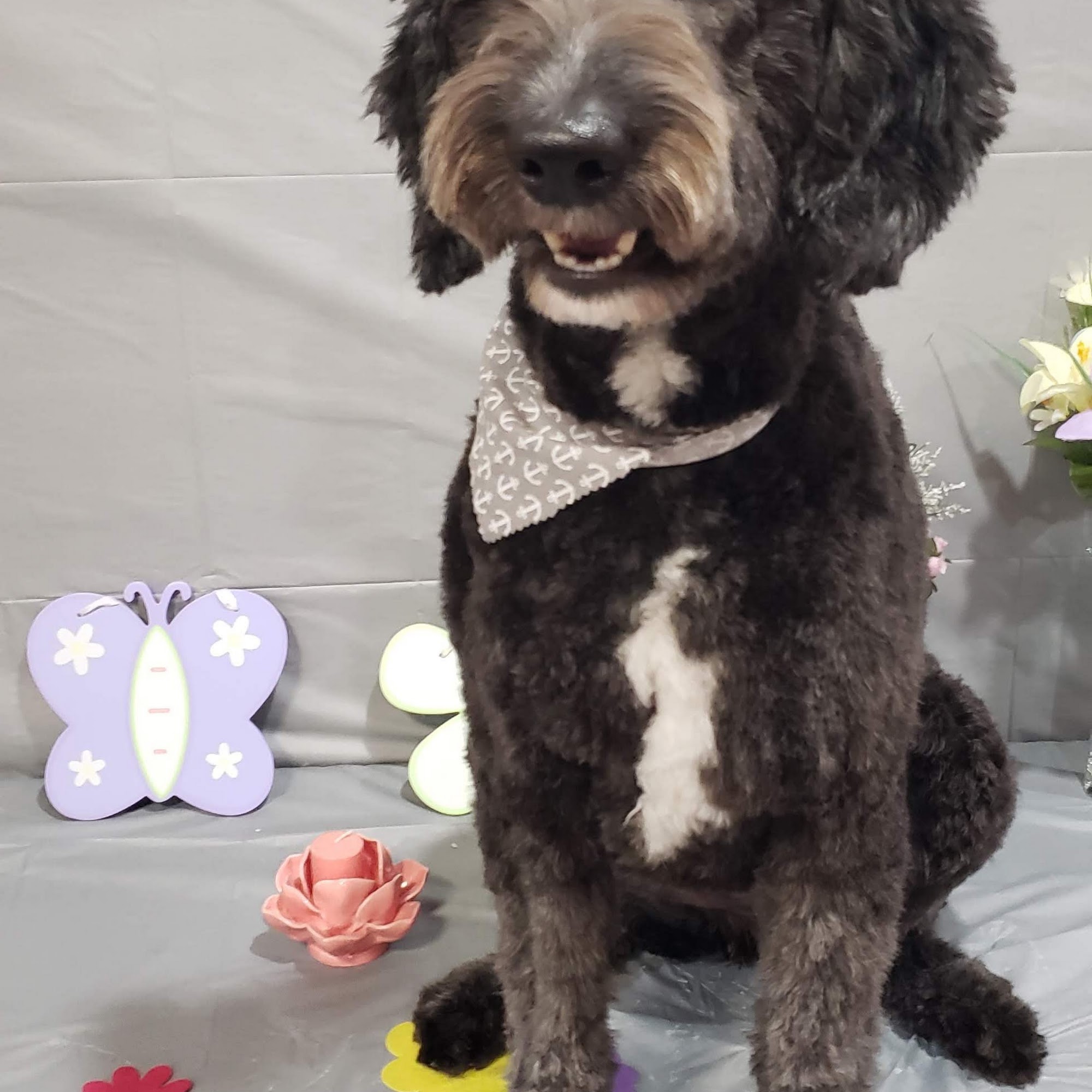 Smooches Pooches Lincoln