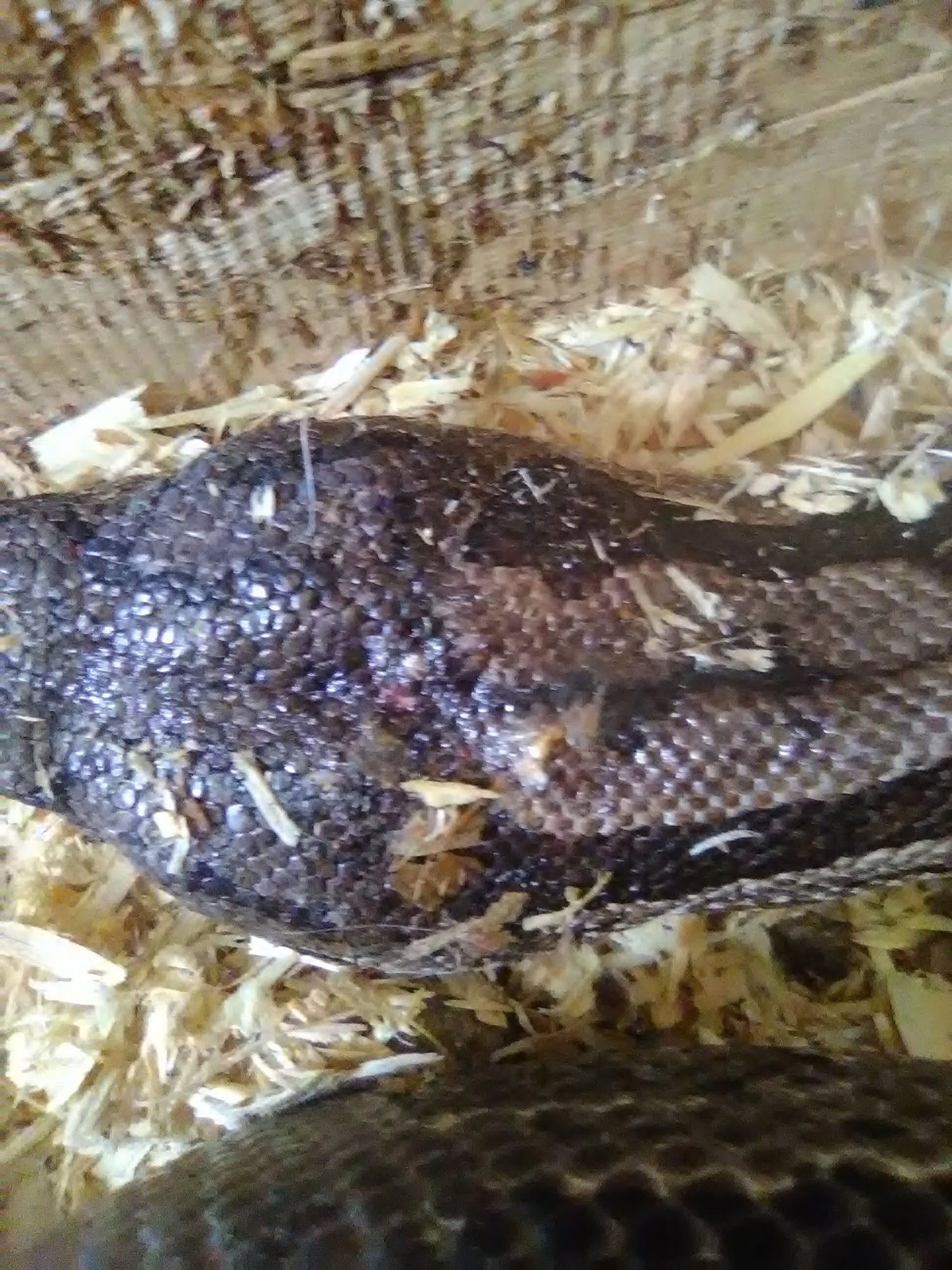 Red Willow Animal Clinic McCook