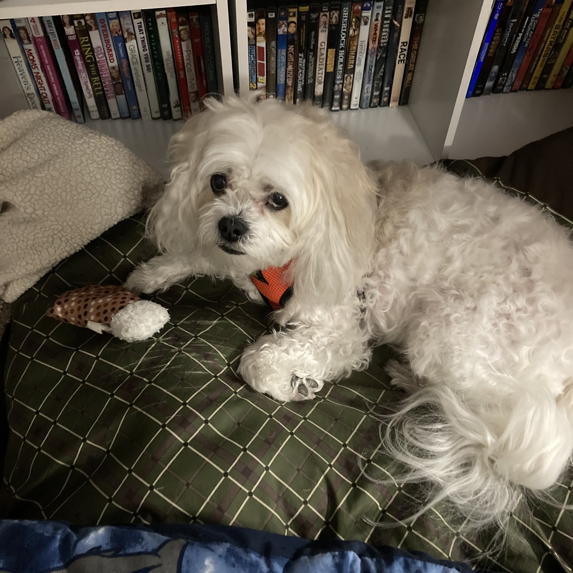 Red Willow Animal Clinic McCook