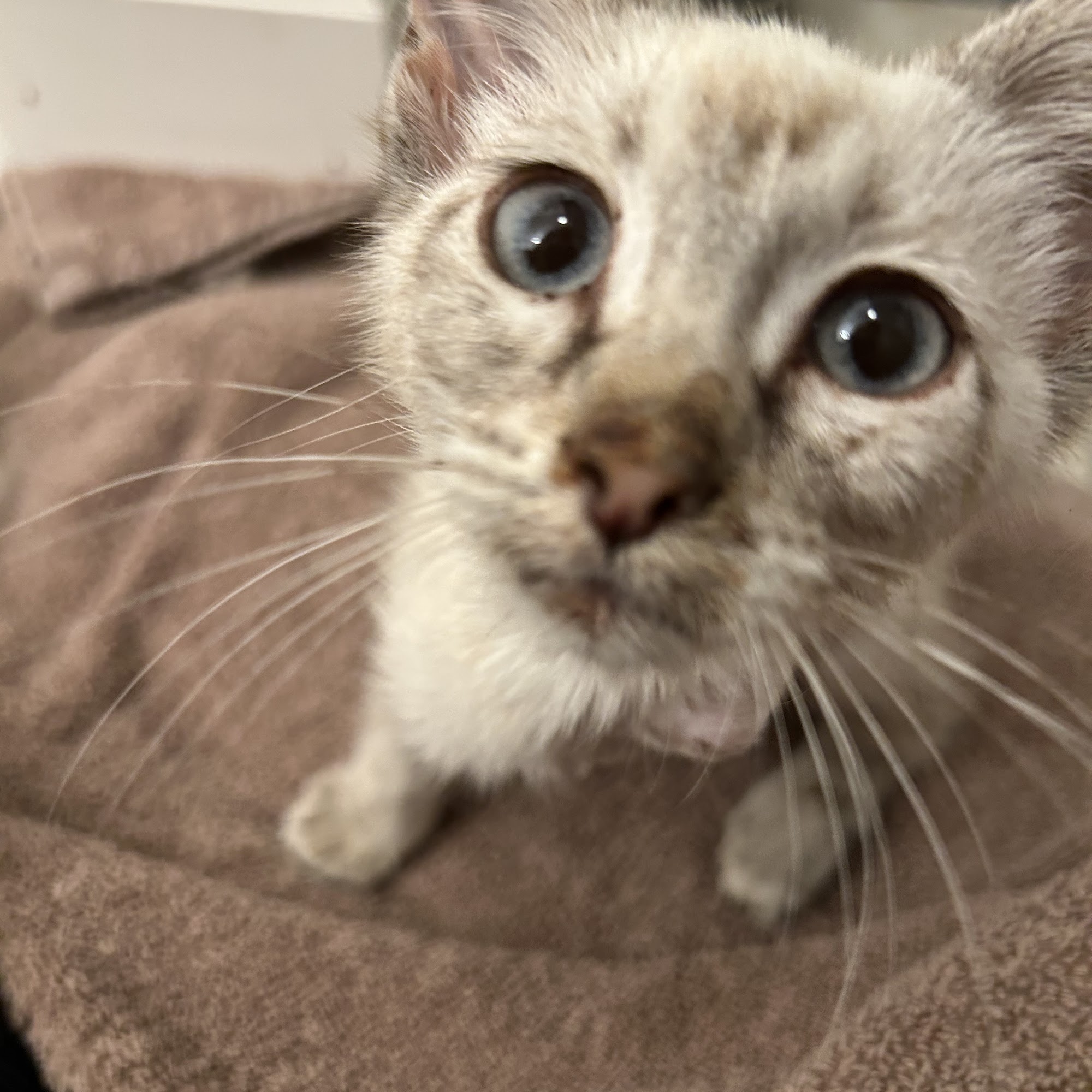 Animal Hospital of Nebraska City Nebraska City