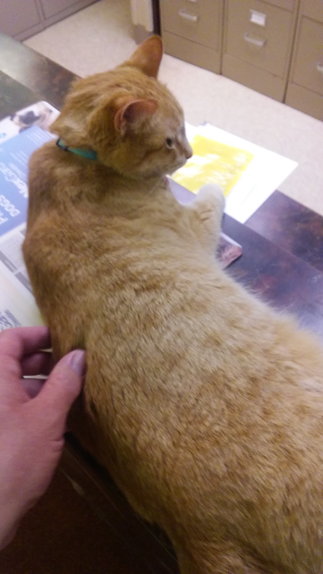Norfolk Veterinary Clinic Norfolk