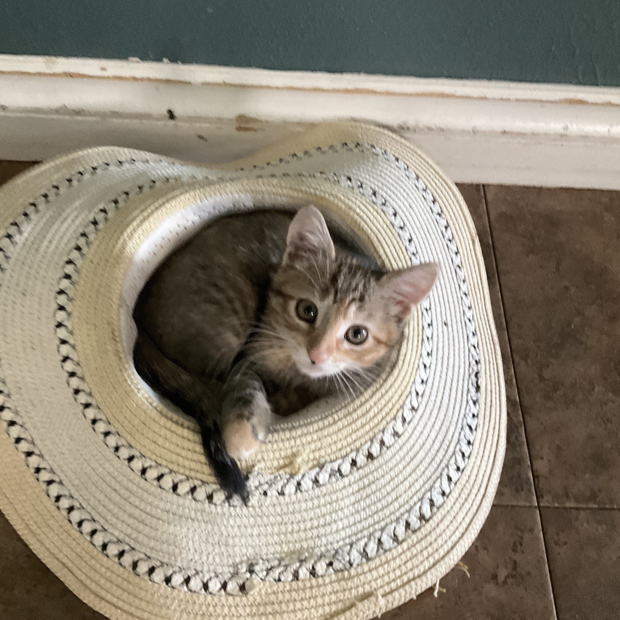 Norfolk Veterinary Clinic Norfolk