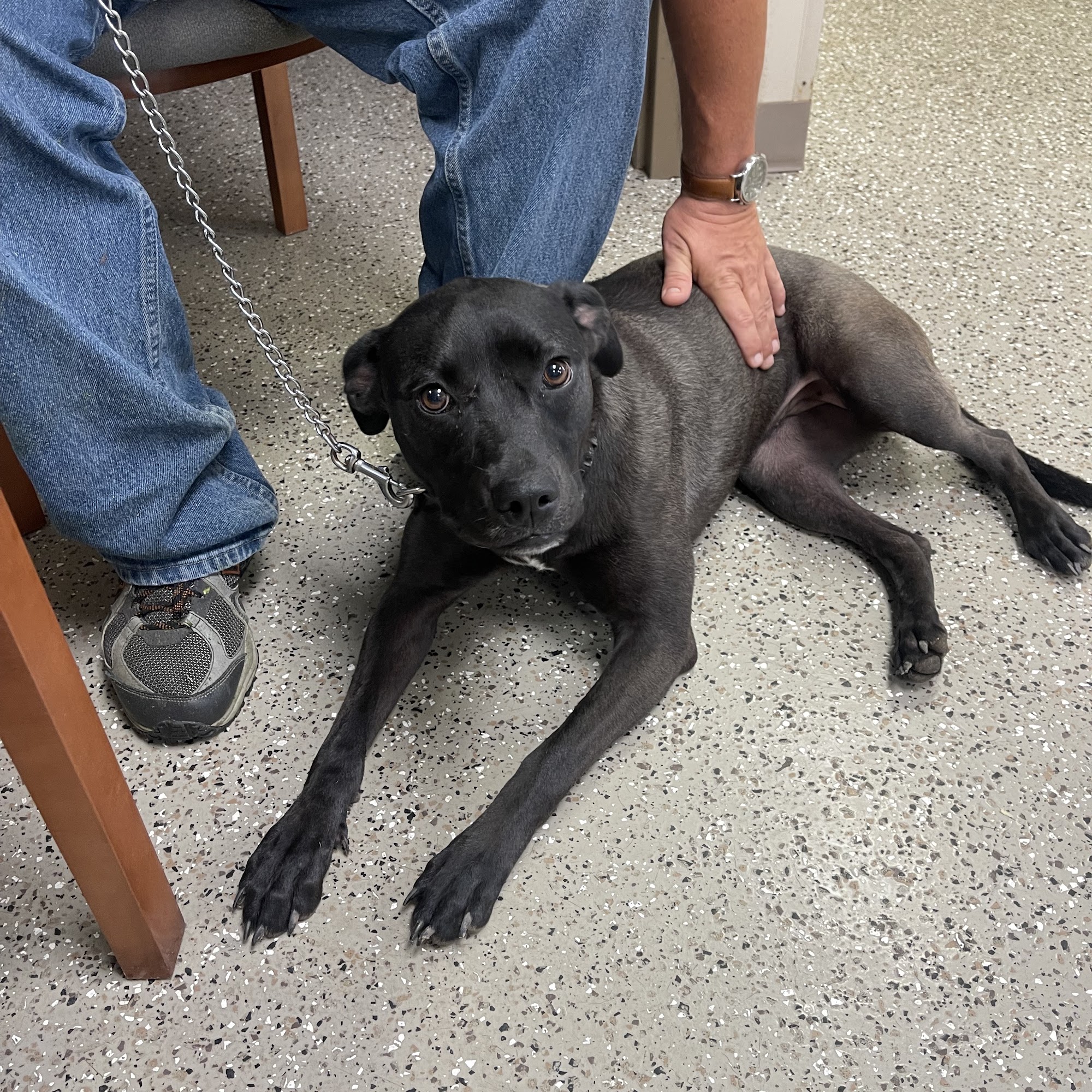 Animal Shelter of Northeast Nebraska Norfolk