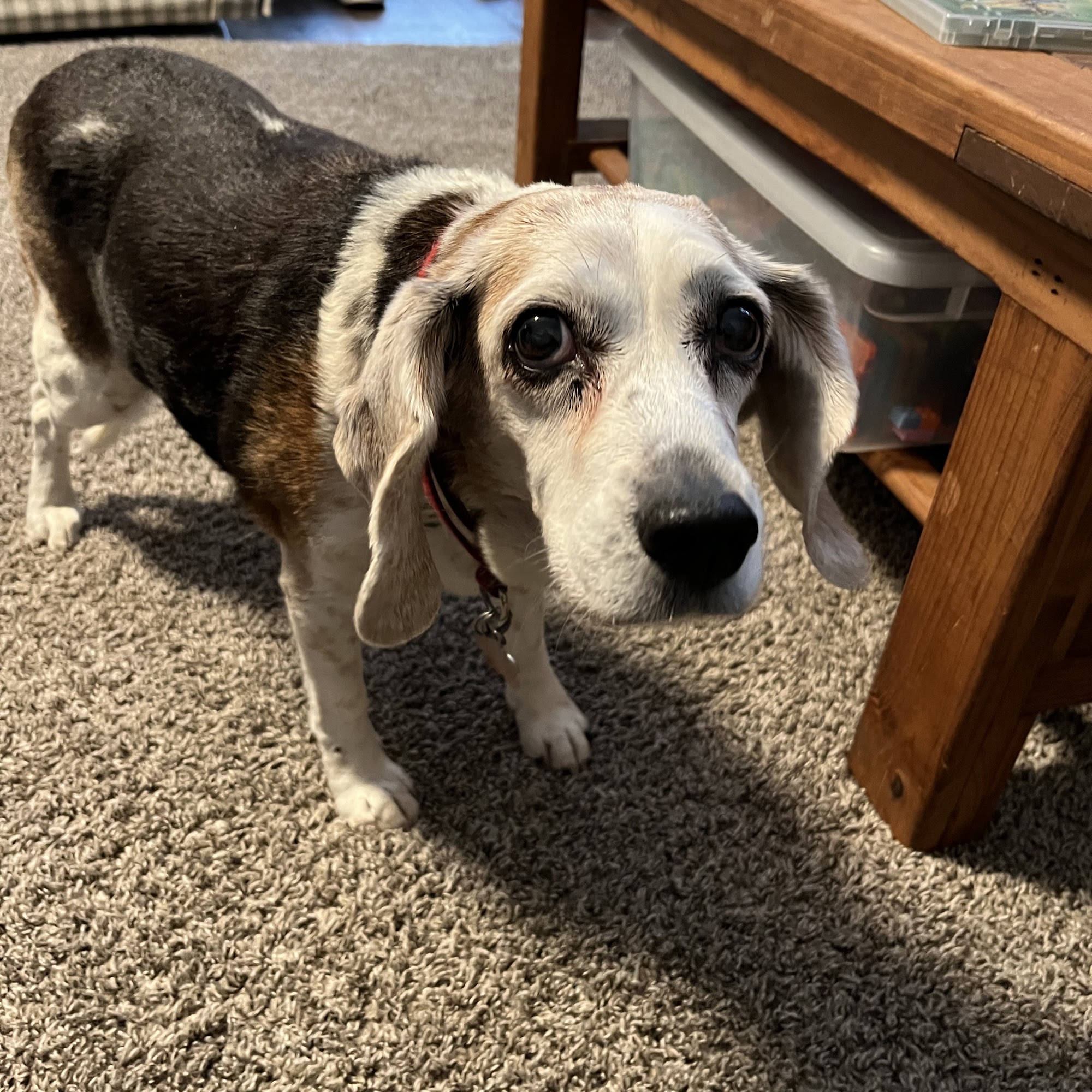 Westfield Small Animal Clinic North Platte