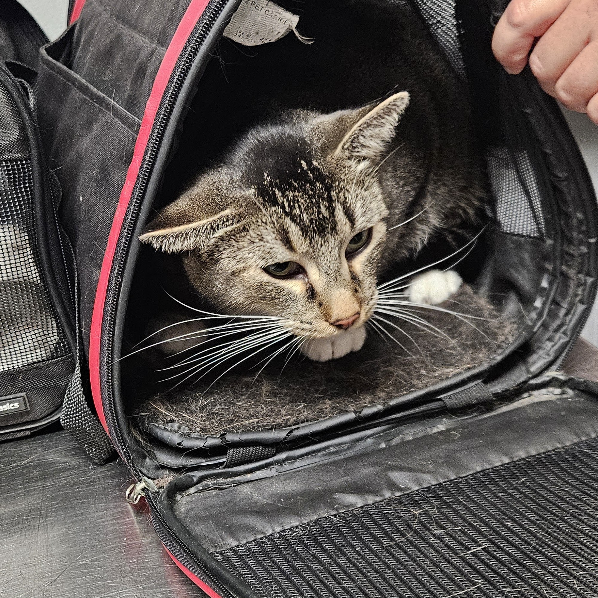 Stockman's Veterinary Clinic North Platte