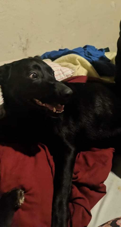 Baltzell Veterinary Hospital Ogallala