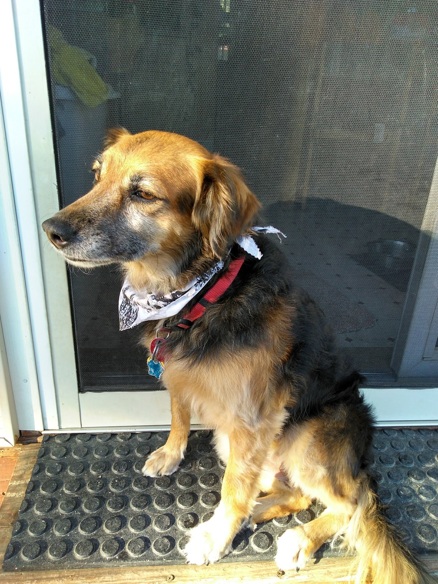 Benson Animal Clinic Omaha