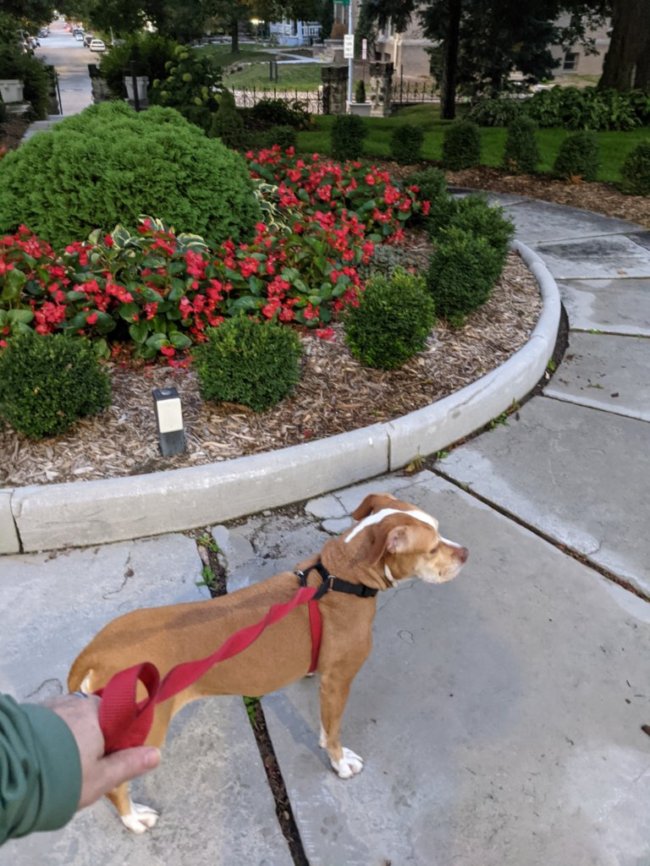 Omaha Pet Vaccination Clinic Omaha