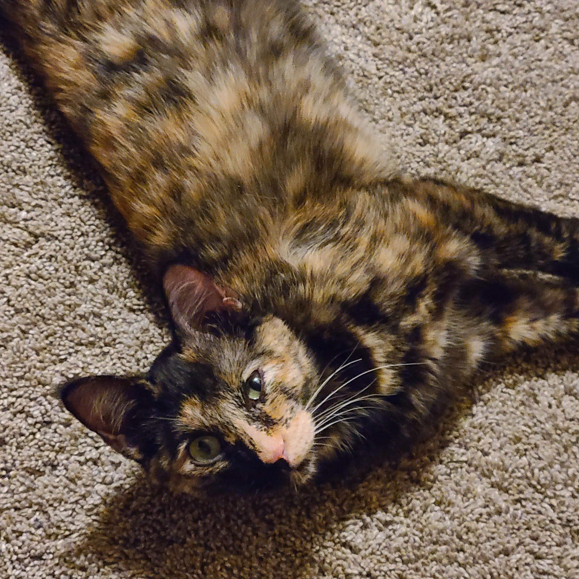 Rockbrook Animal Clinic Omaha