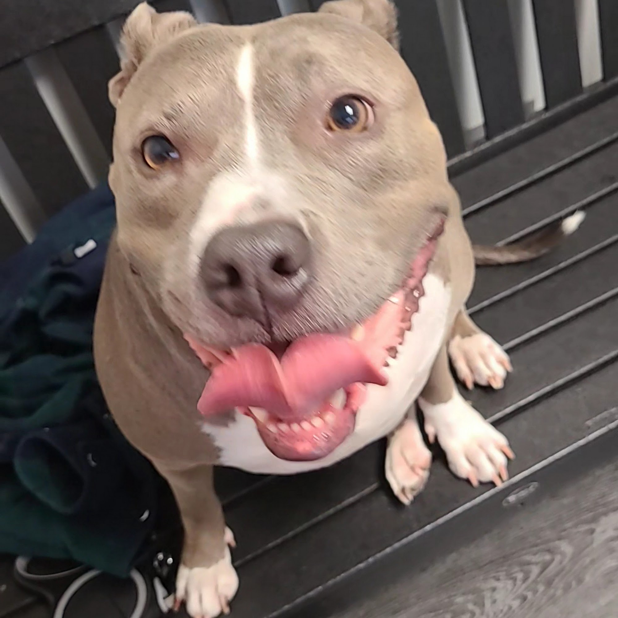 Westgate Animal Clinic Omaha