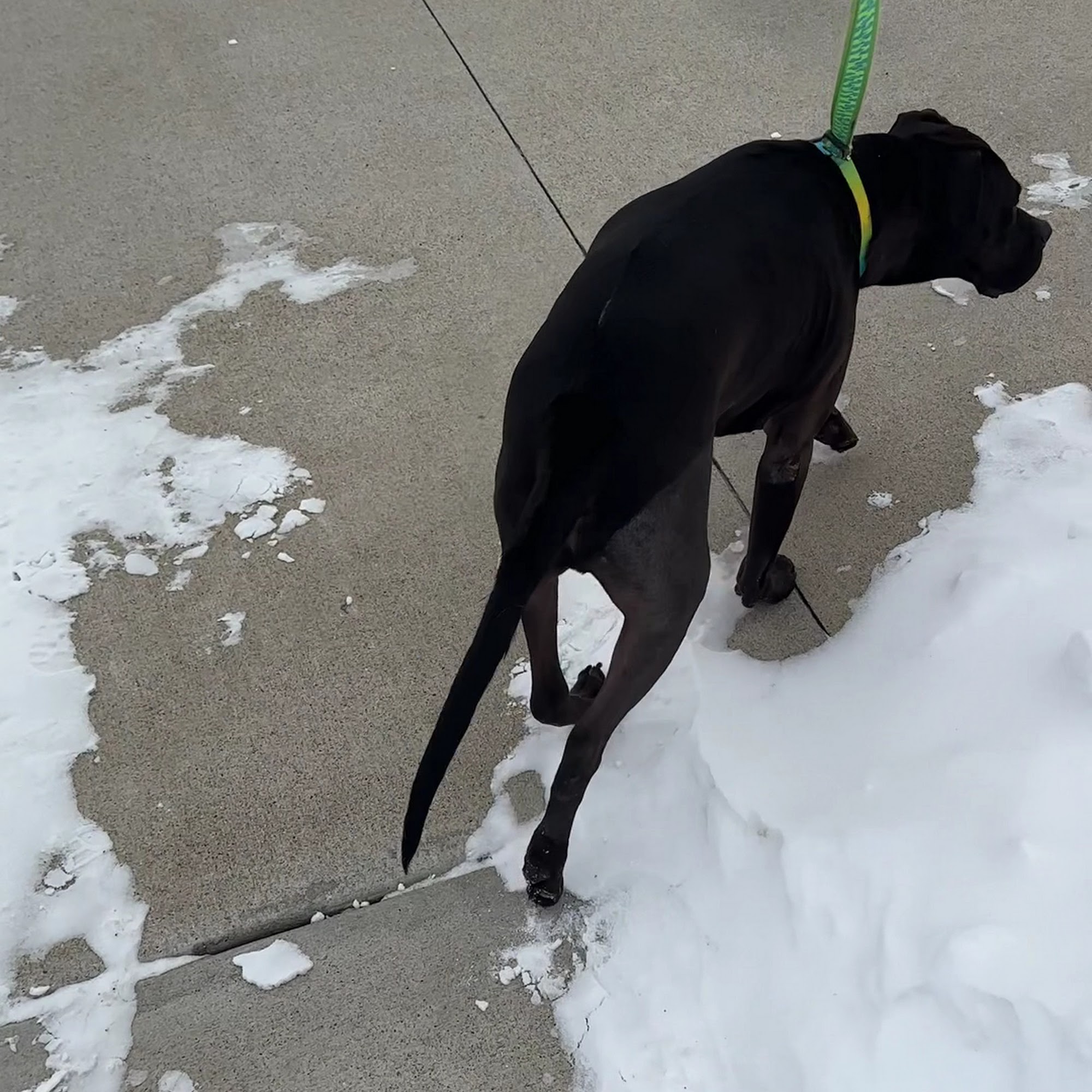 Sirius Veterinary Orthopedic Center Omaha