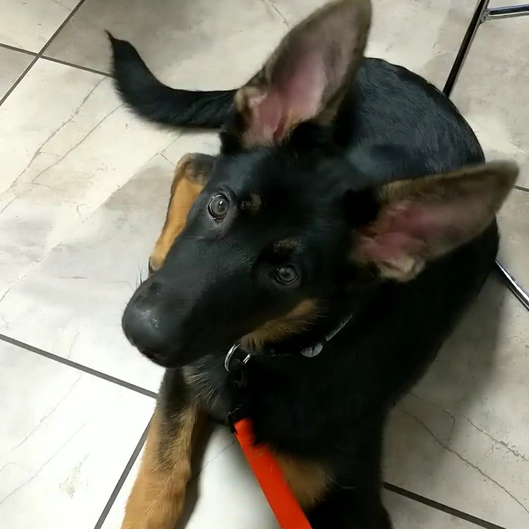 Ridgeview Animal Hospital Omaha