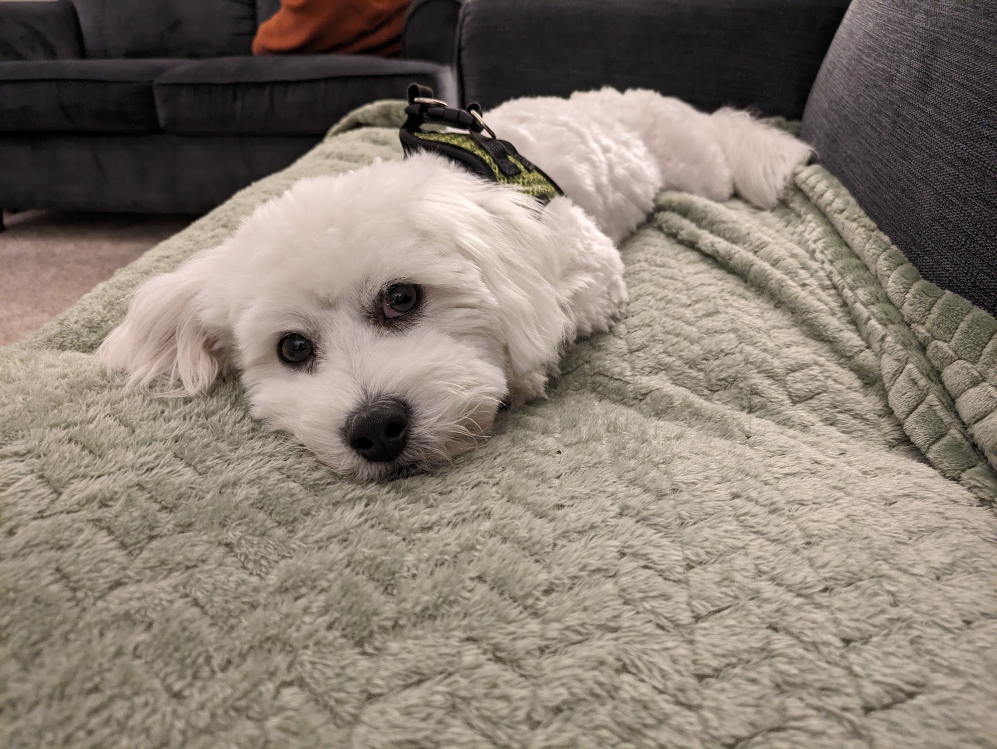 Pawfect Choice Omaha