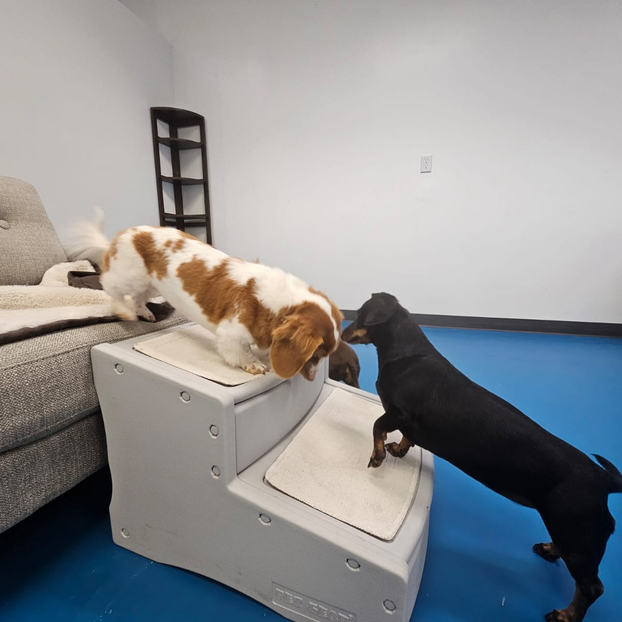 Pawfect Choice Omaha