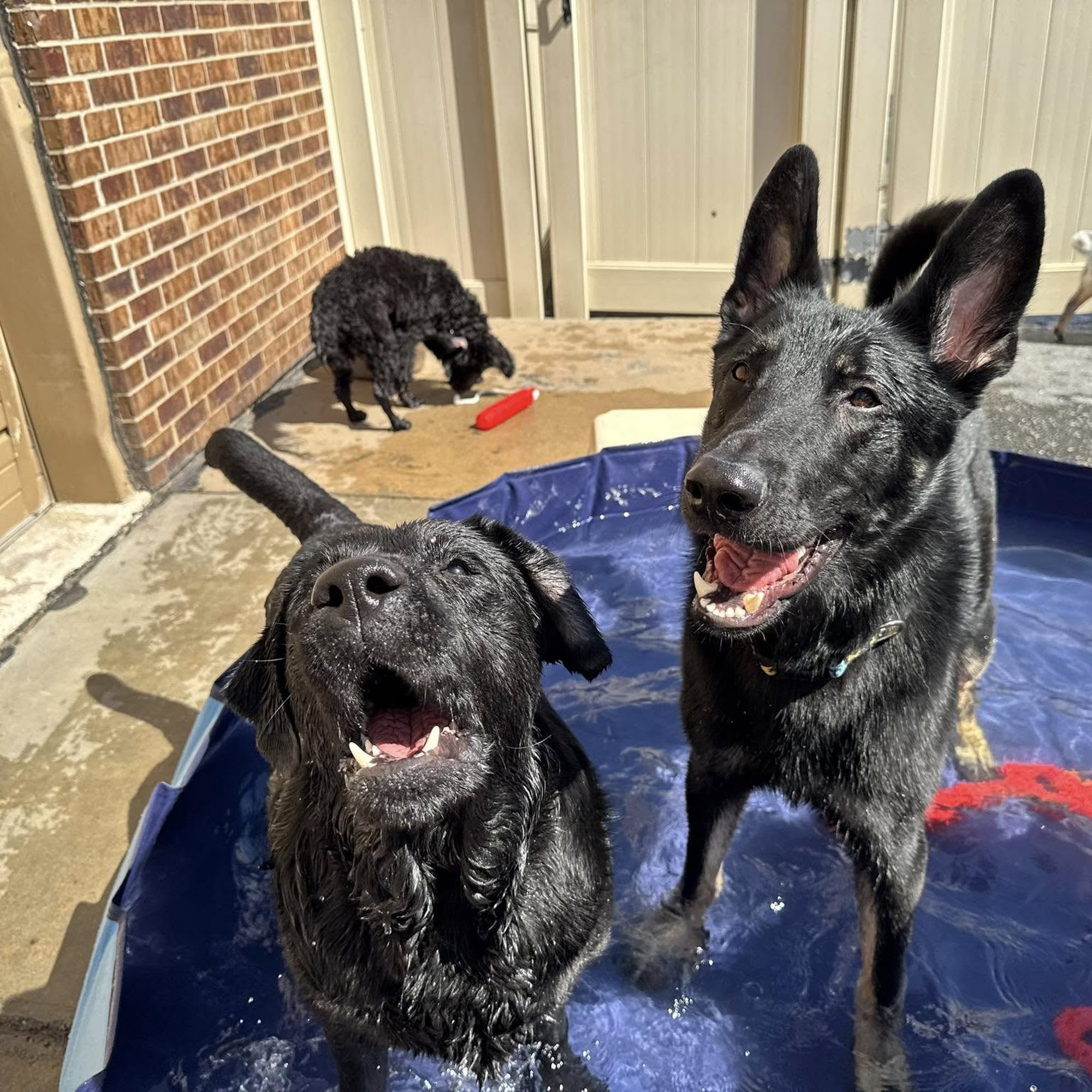 Bark Avenue Omaha Omaha