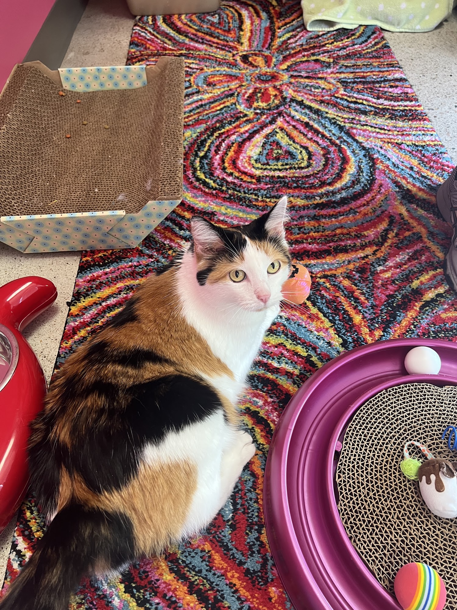 The Grand Feline Hotel And Salon Omaha