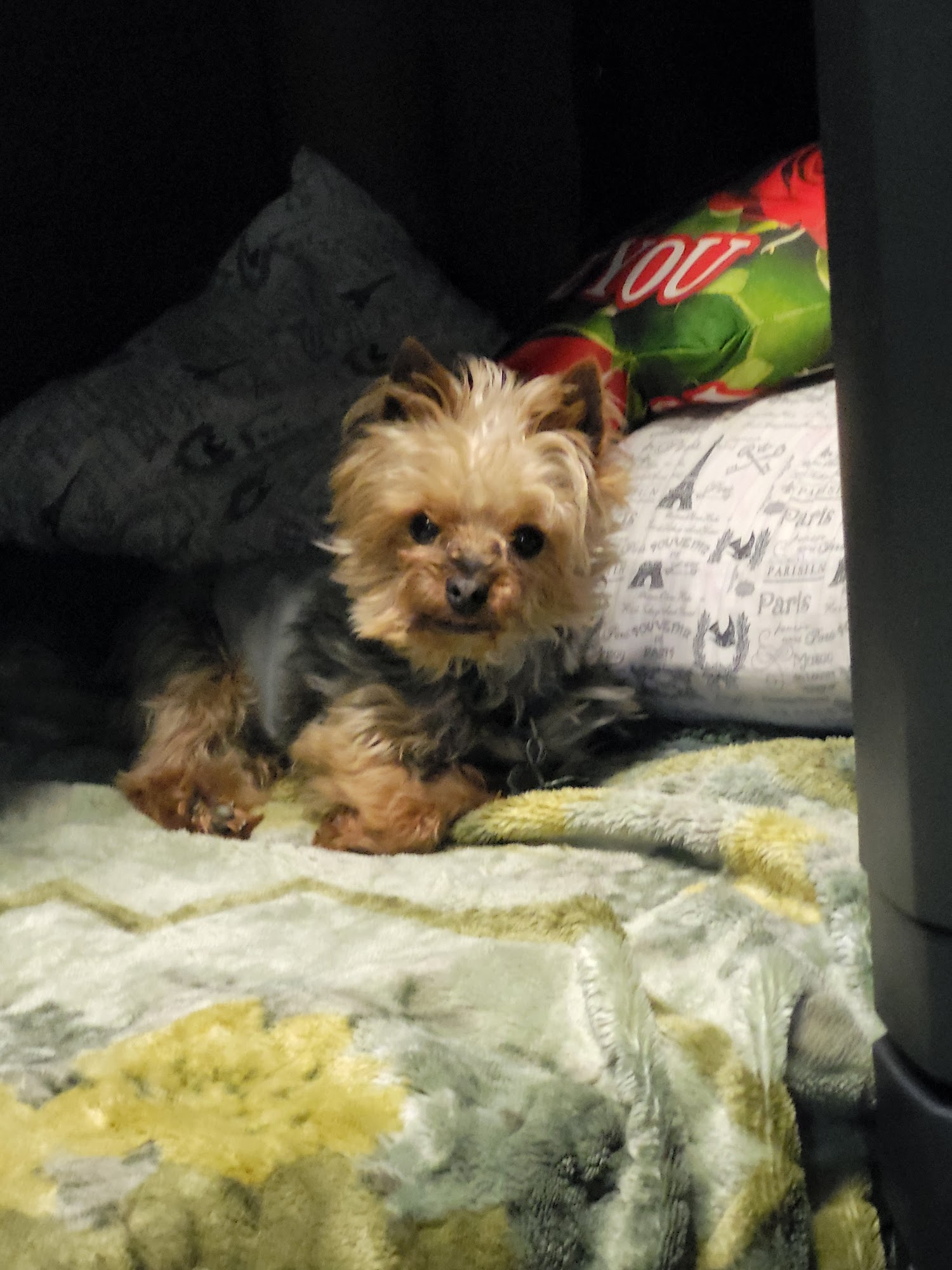 South Paws Dog Grooming Omaha