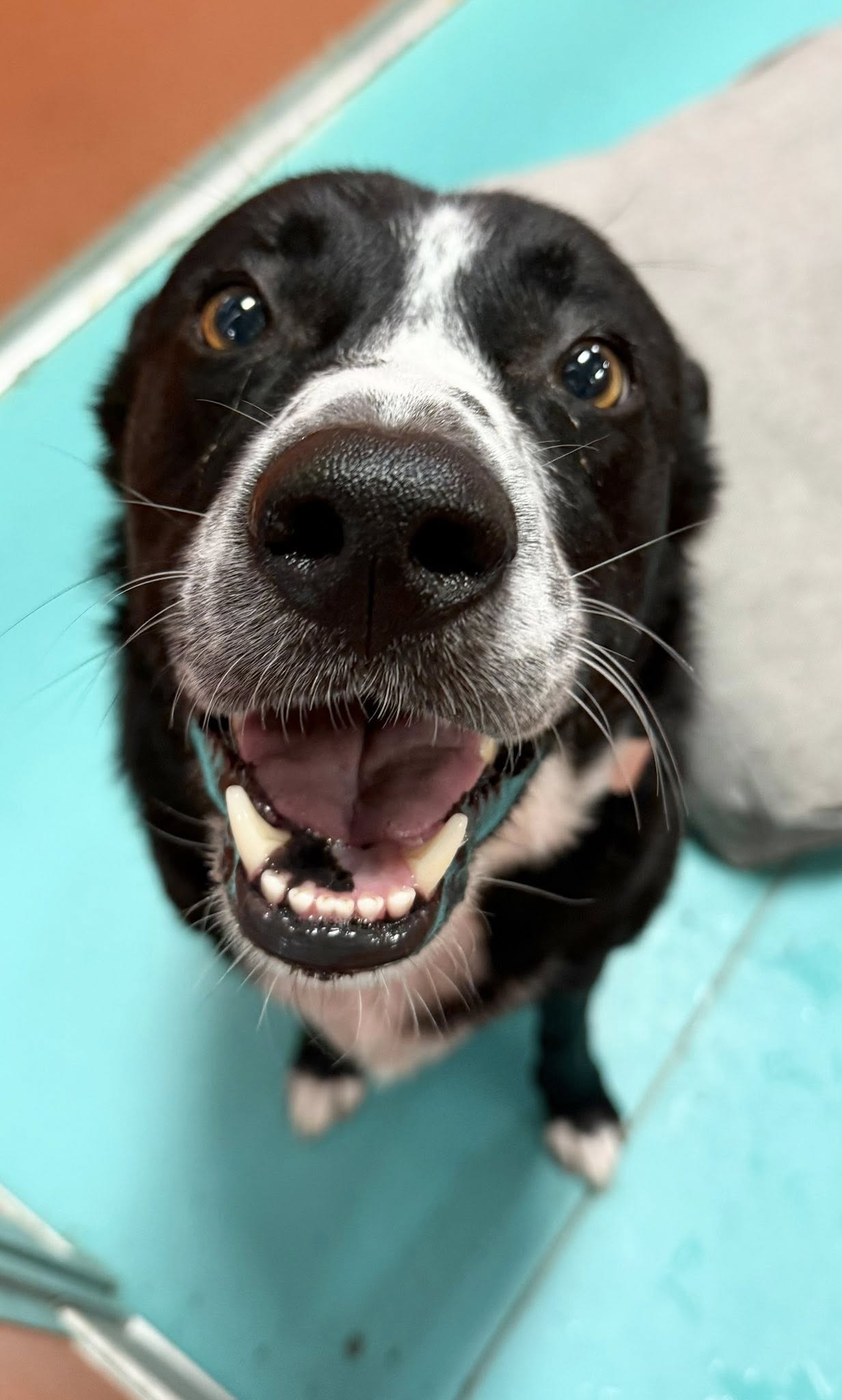 The Paw Spa Pet Resort Omaha