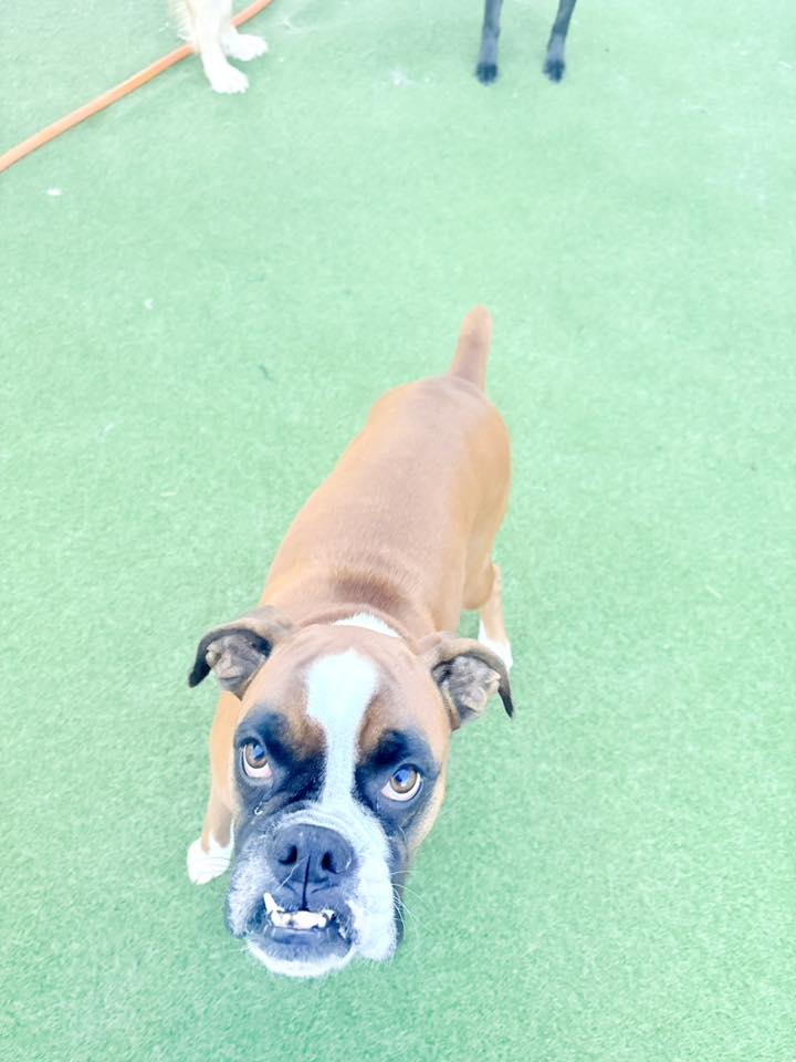 The Paw Spa Pet Resort Omaha