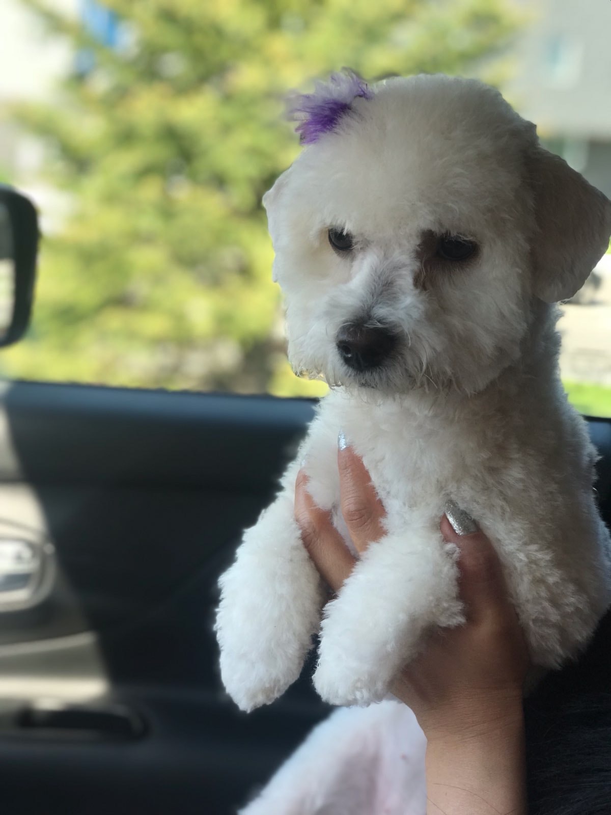 Melody's Grooming Omaha