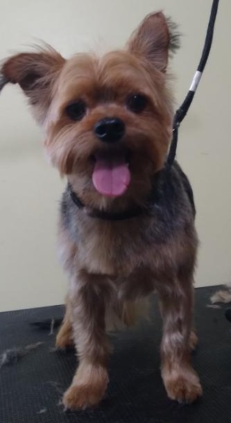 Barking Beautician Omaha