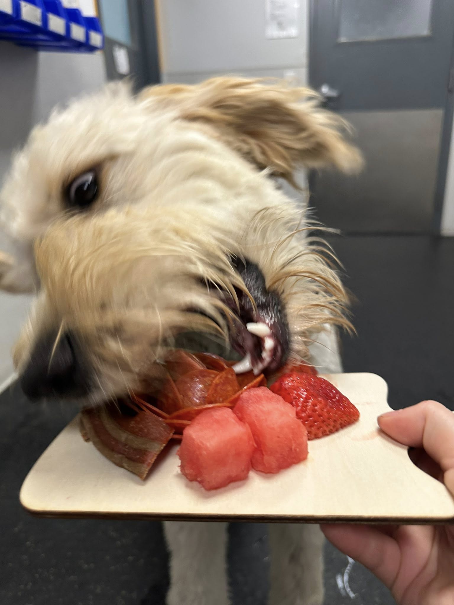 Dogtopia of Omaha-Millard Omaha