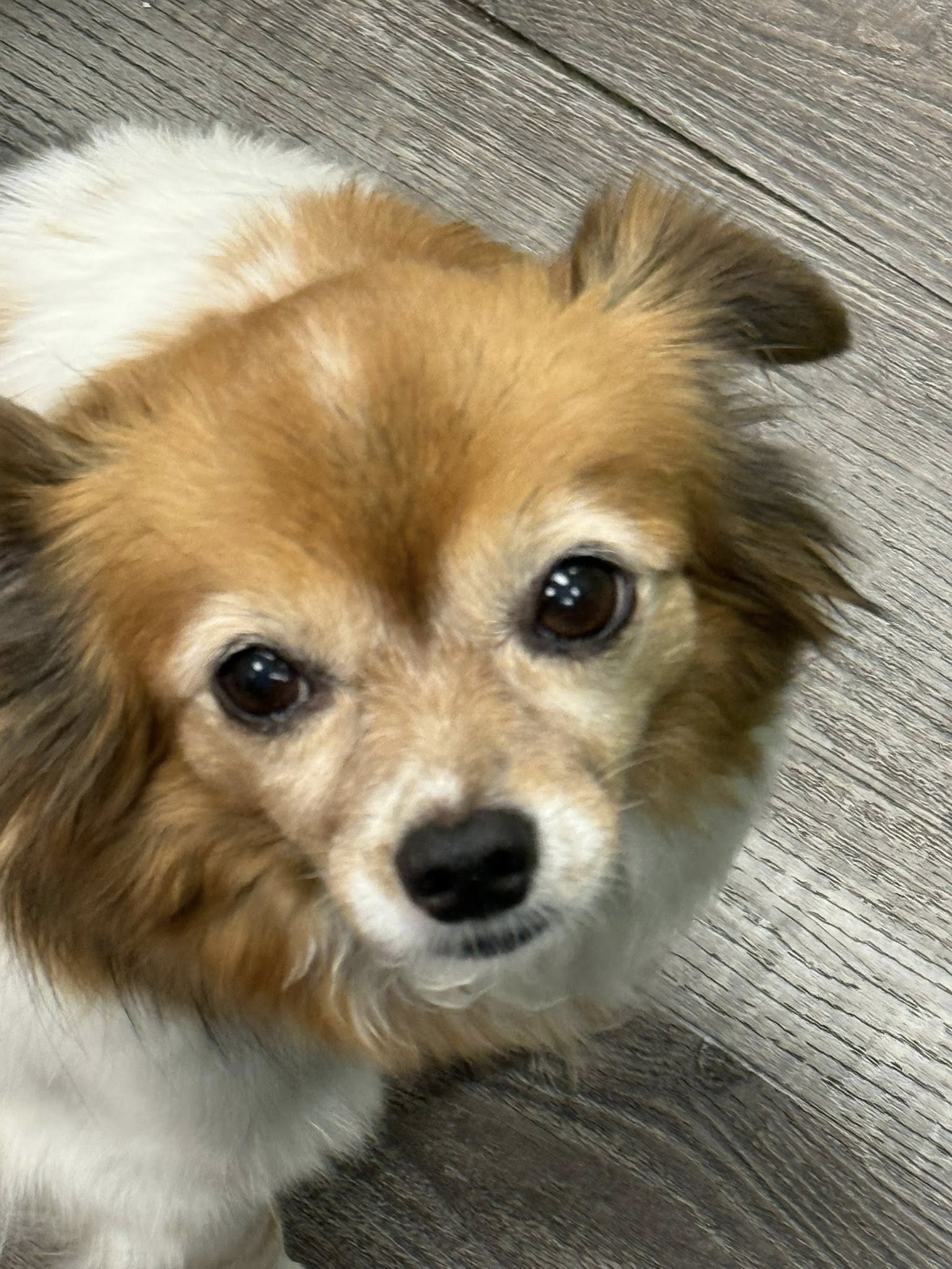 Good Karma Dog Center Omaha