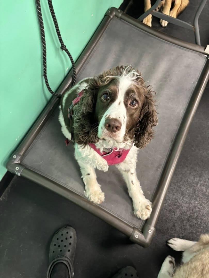 Good Karma Dog Center Omaha