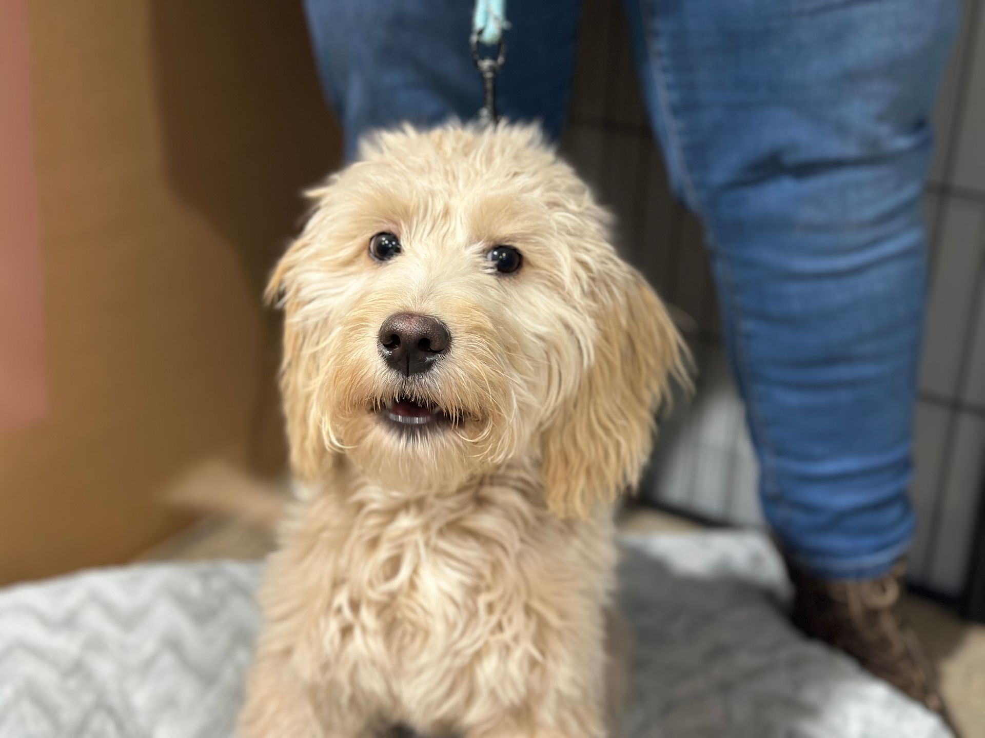 Dog Gone Problems Omaha