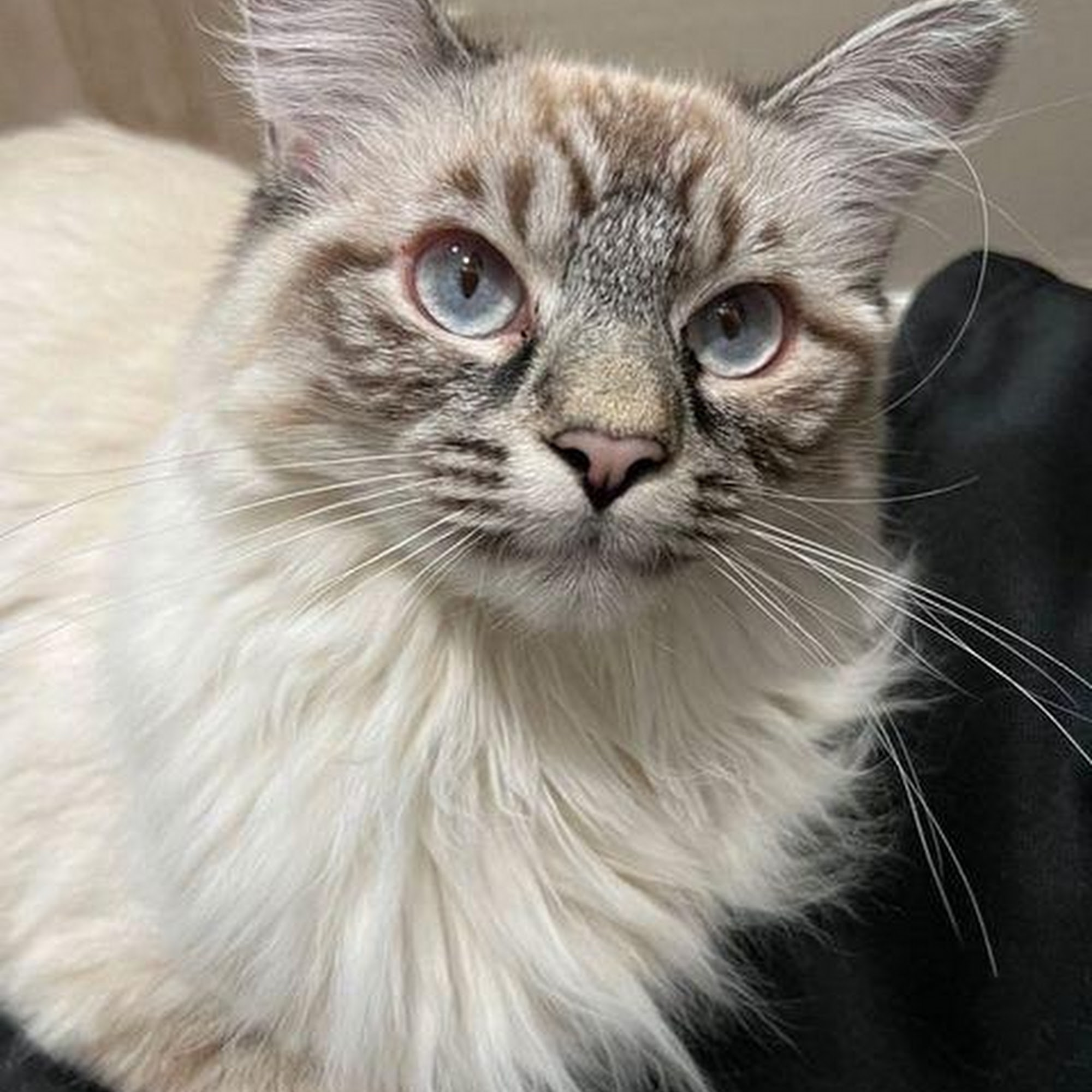 Housebound Hounds Omaha