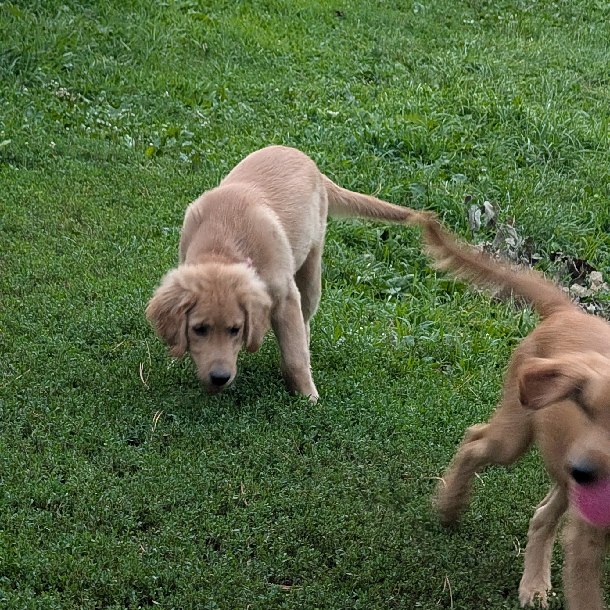 Hanscom Dog Park Omaha