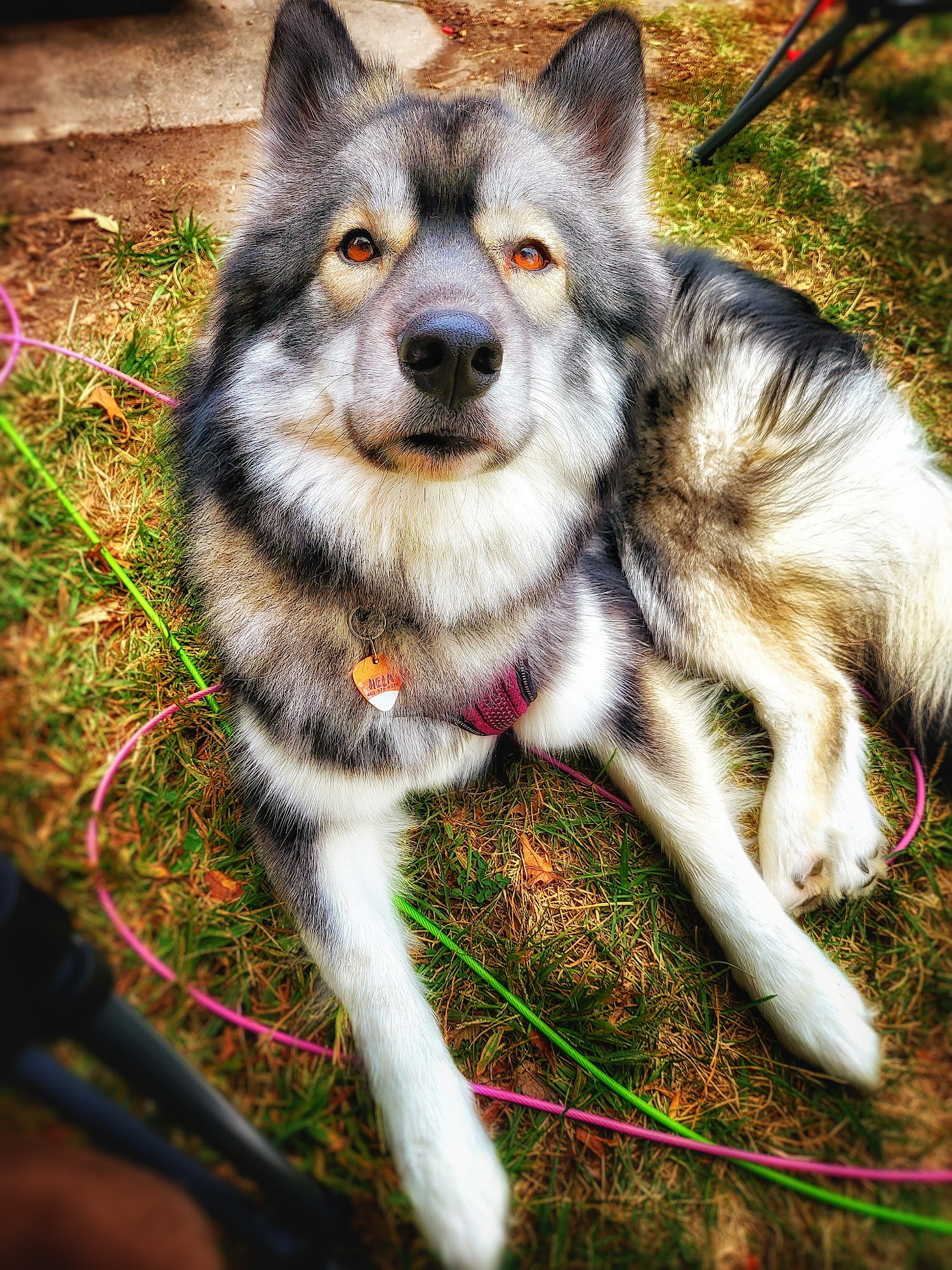 Pet Supplies Plus Omaha - W. Center Rd. Omaha