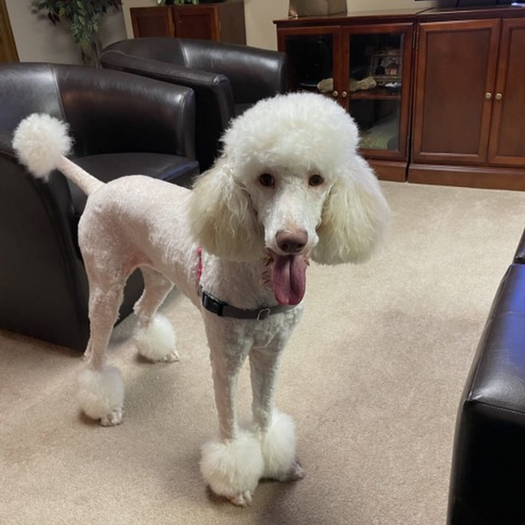 Clip N Go Mobile Dog Grooming Company Omaha