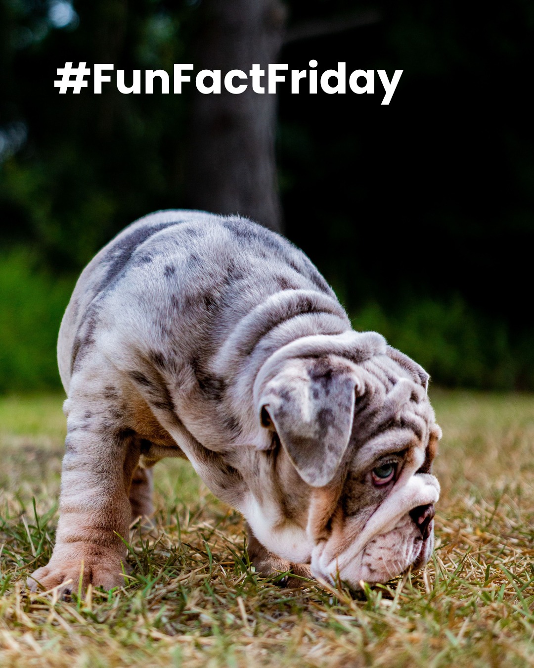 The Ridge Veterinary Clinic Omaha