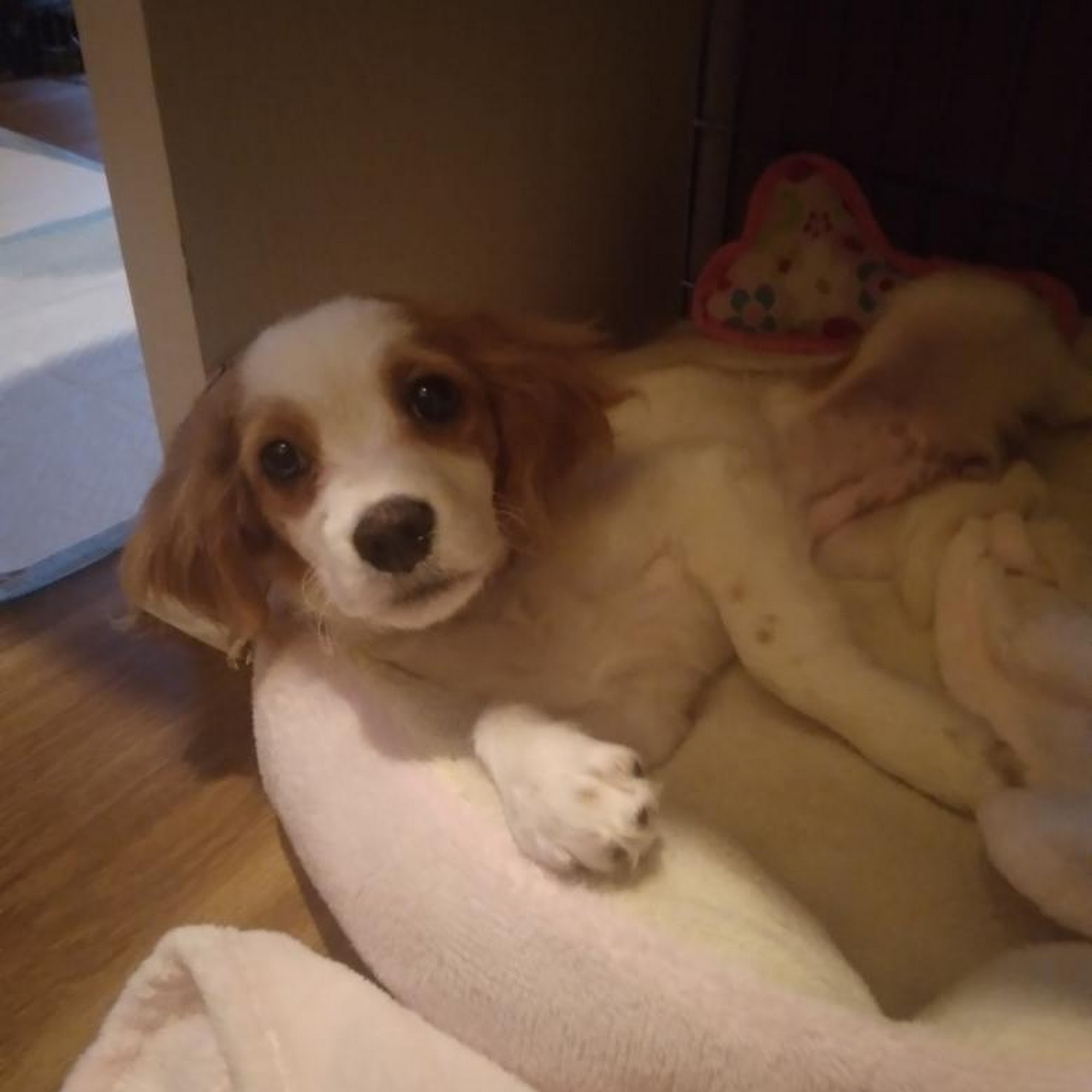 TLC Pet Sitting and Dog Walking Omaha