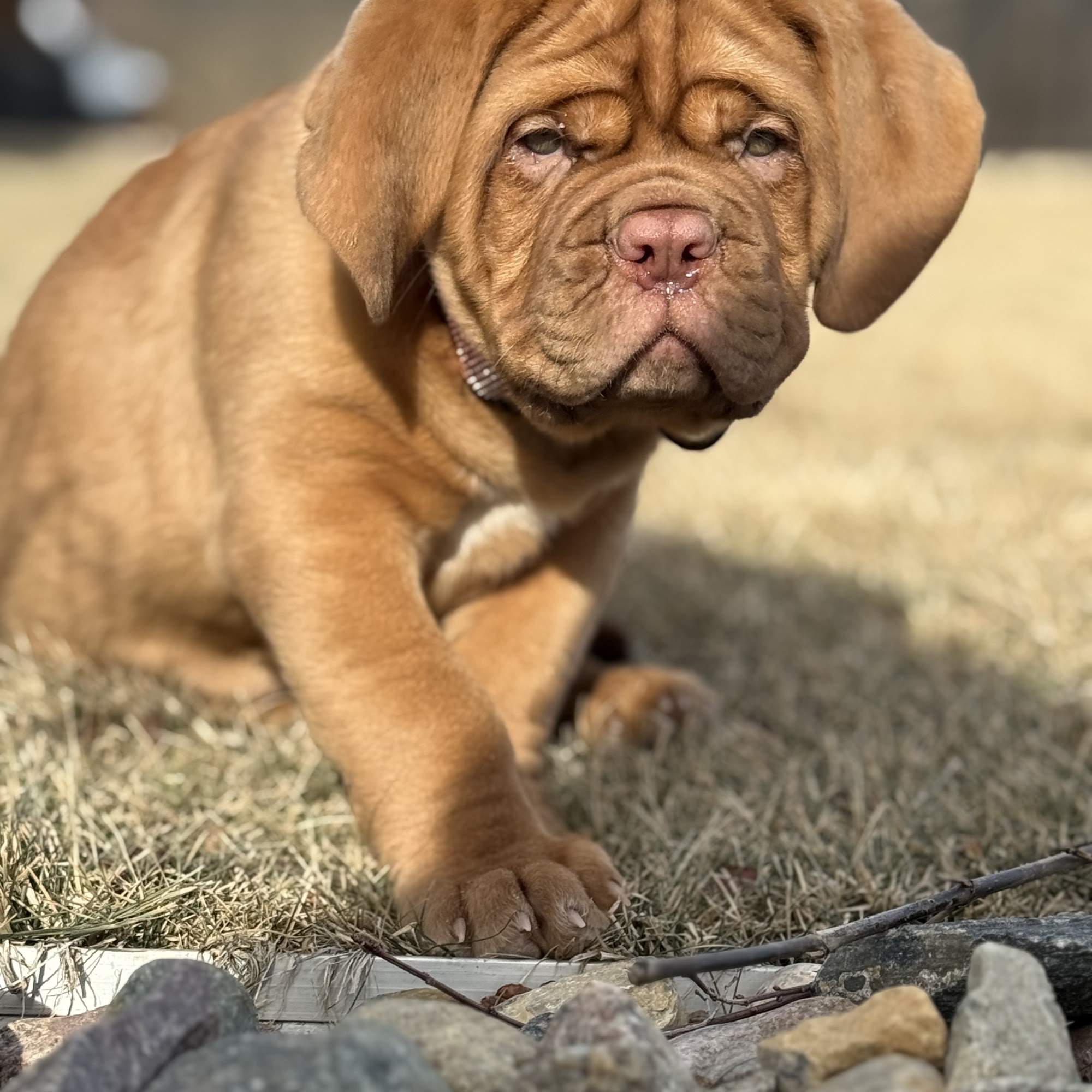 Urgent Pet Care Of Papillion Papillion