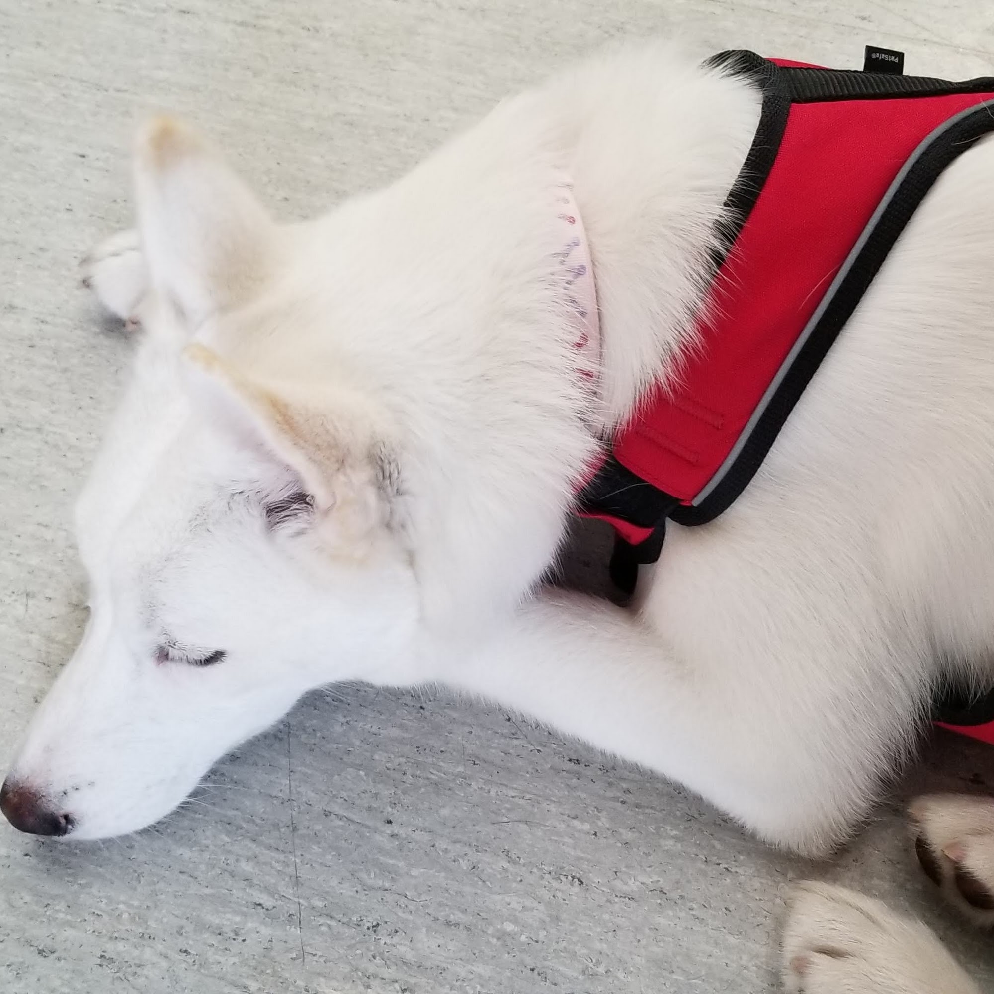 Langley Animal Hospital Papillion