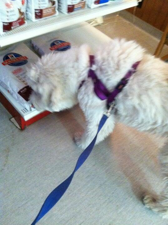 Langley Animal Hospital Papillion