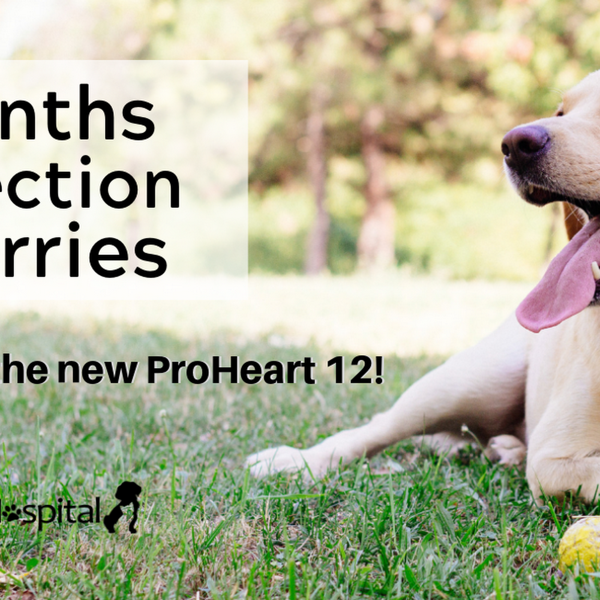 Papillion Animal Hospital Papillion