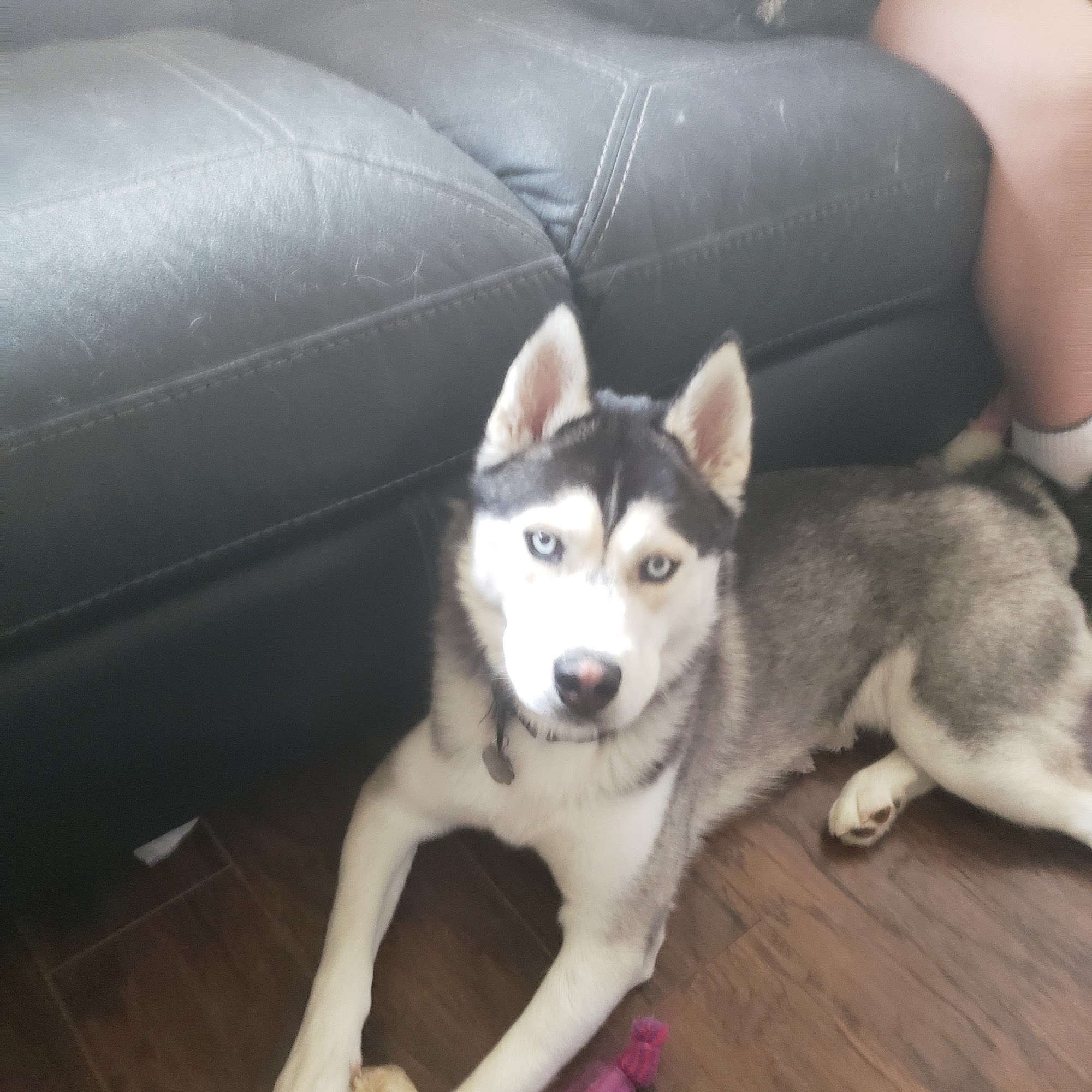 Harrison Street Animal Hospital Ralston