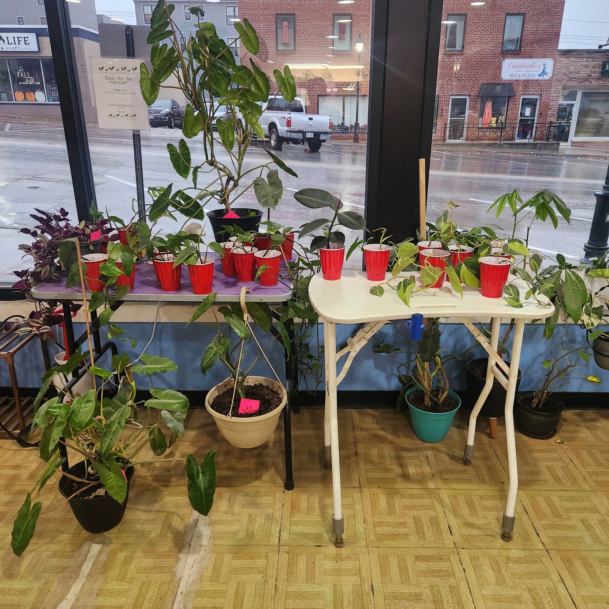 Ashley's Pet Spa Ralston