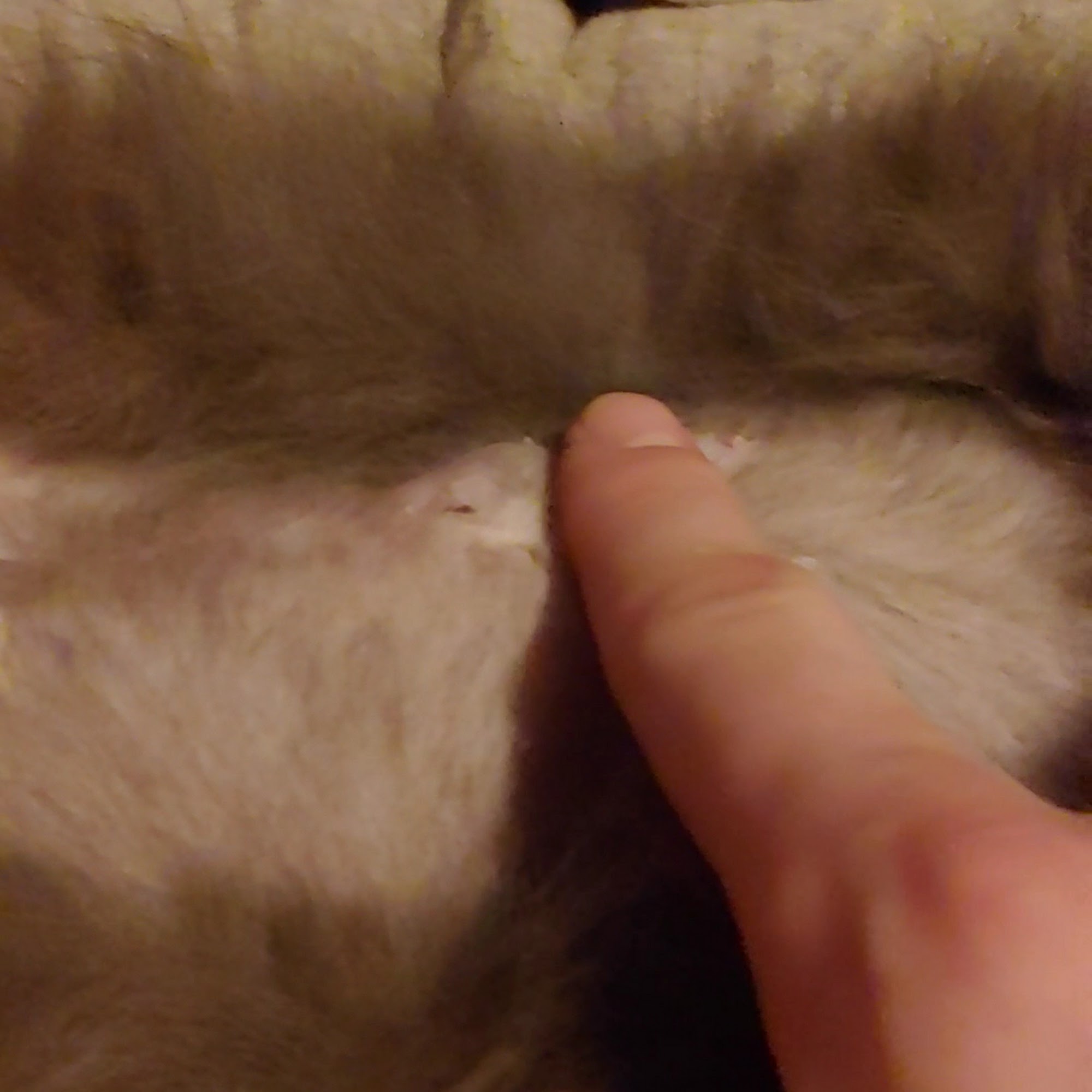 Seward Animal Hospital Seward