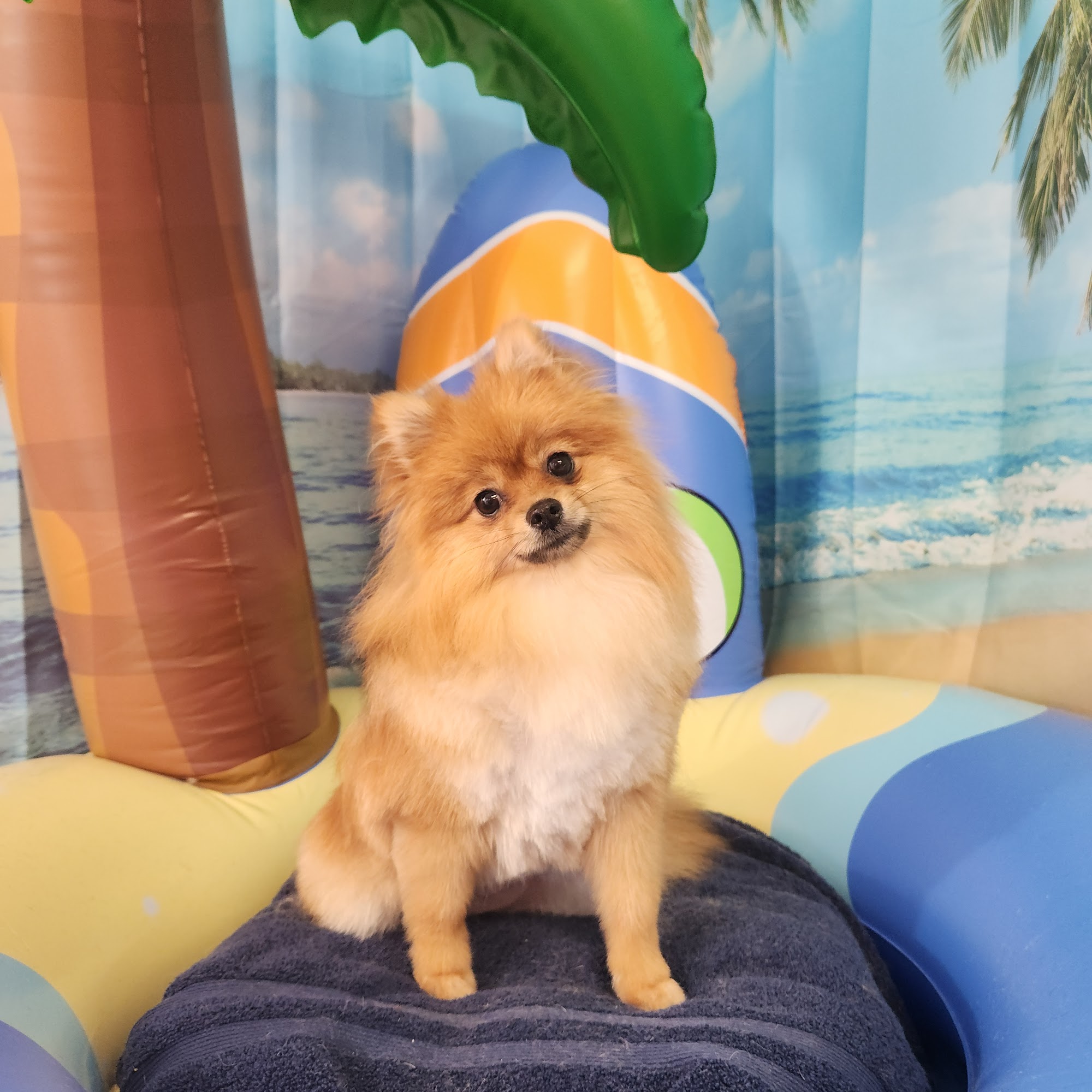 Critter Clippers Pet Grooming South Sioux City